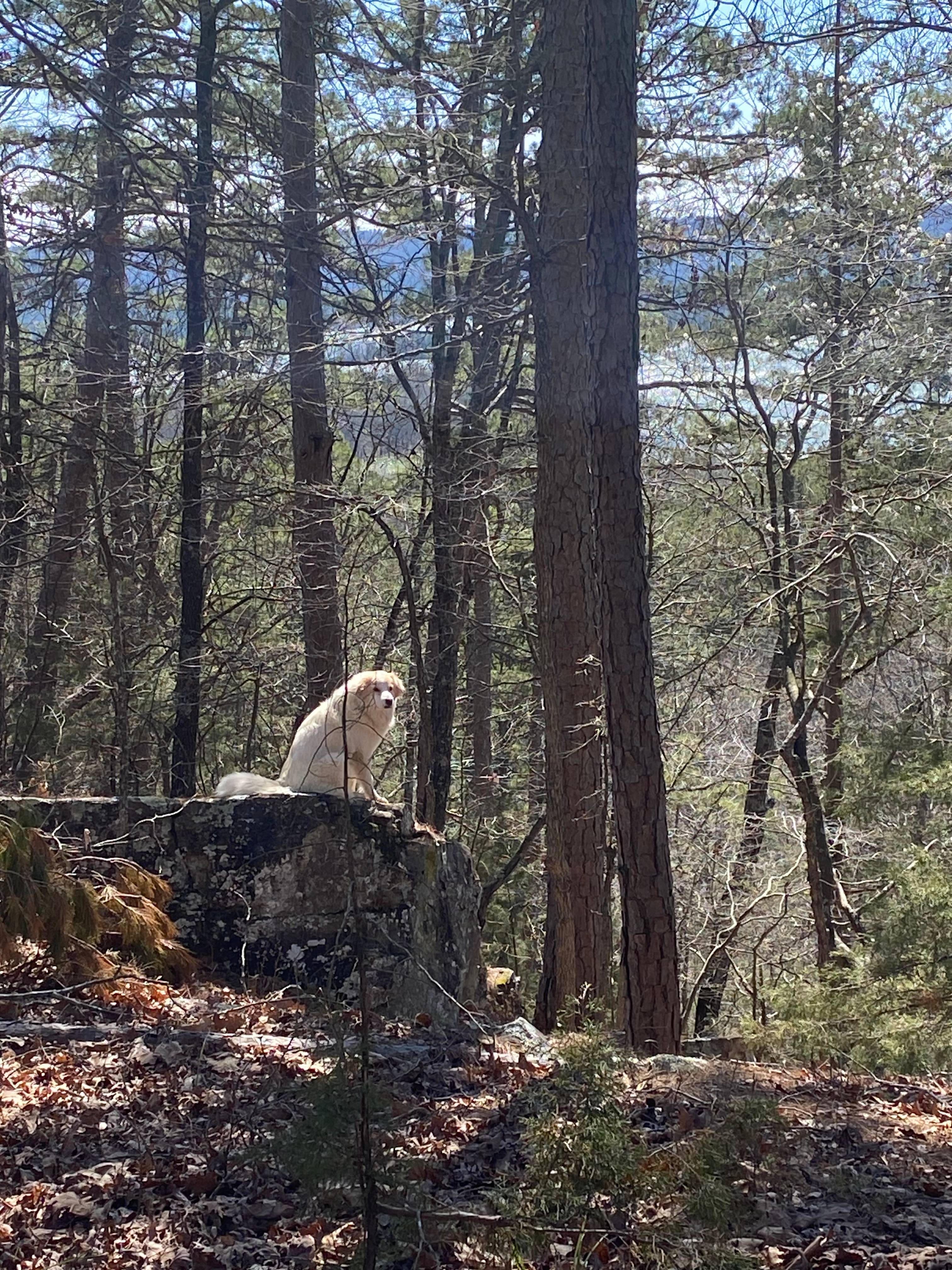 Our animal Guard Dog Fiona - watching from "The Rock"