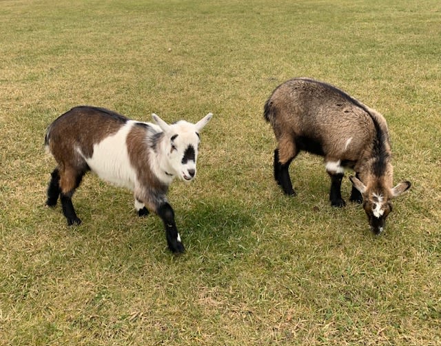 Goat visits welcomed