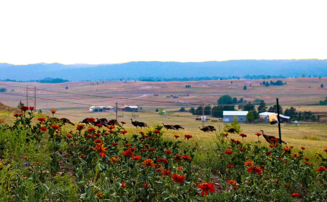 Abundant wildlife; you'll see a lot of turkeys!