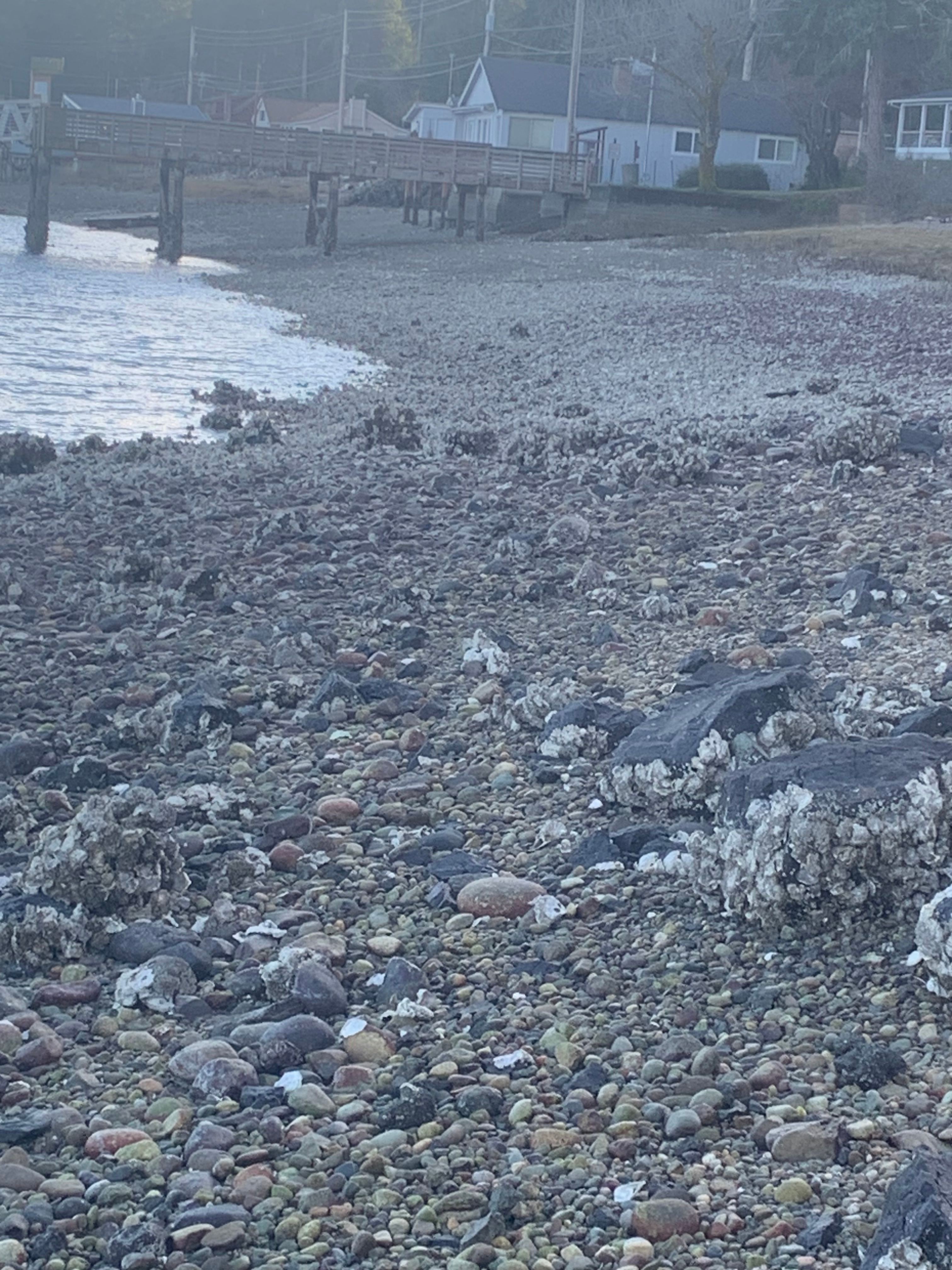 Belfair Beach Front!