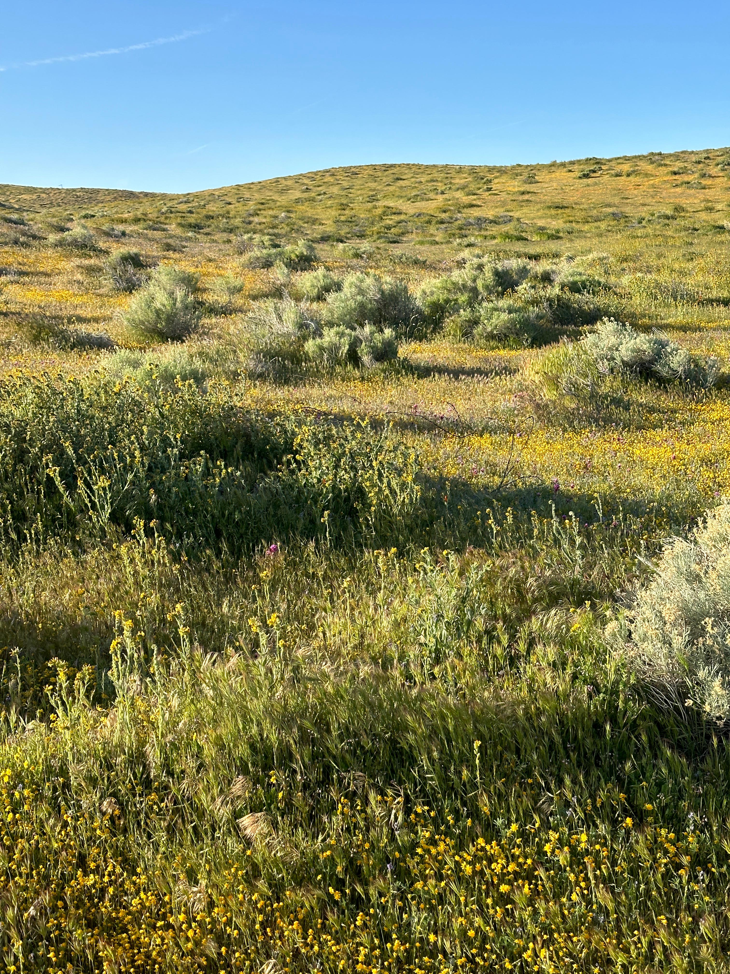 California Poppy & Wildflower Field