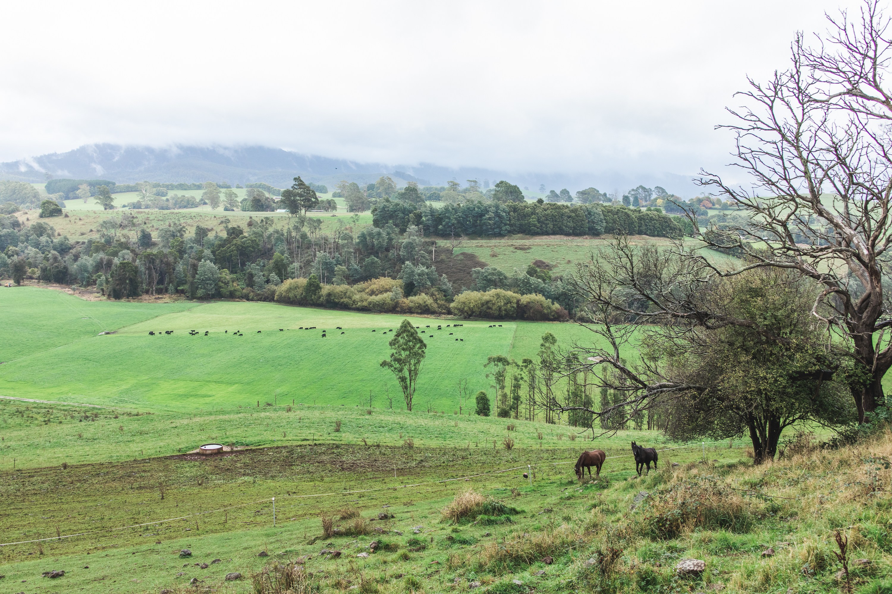 View of the camp from the top of the paddock