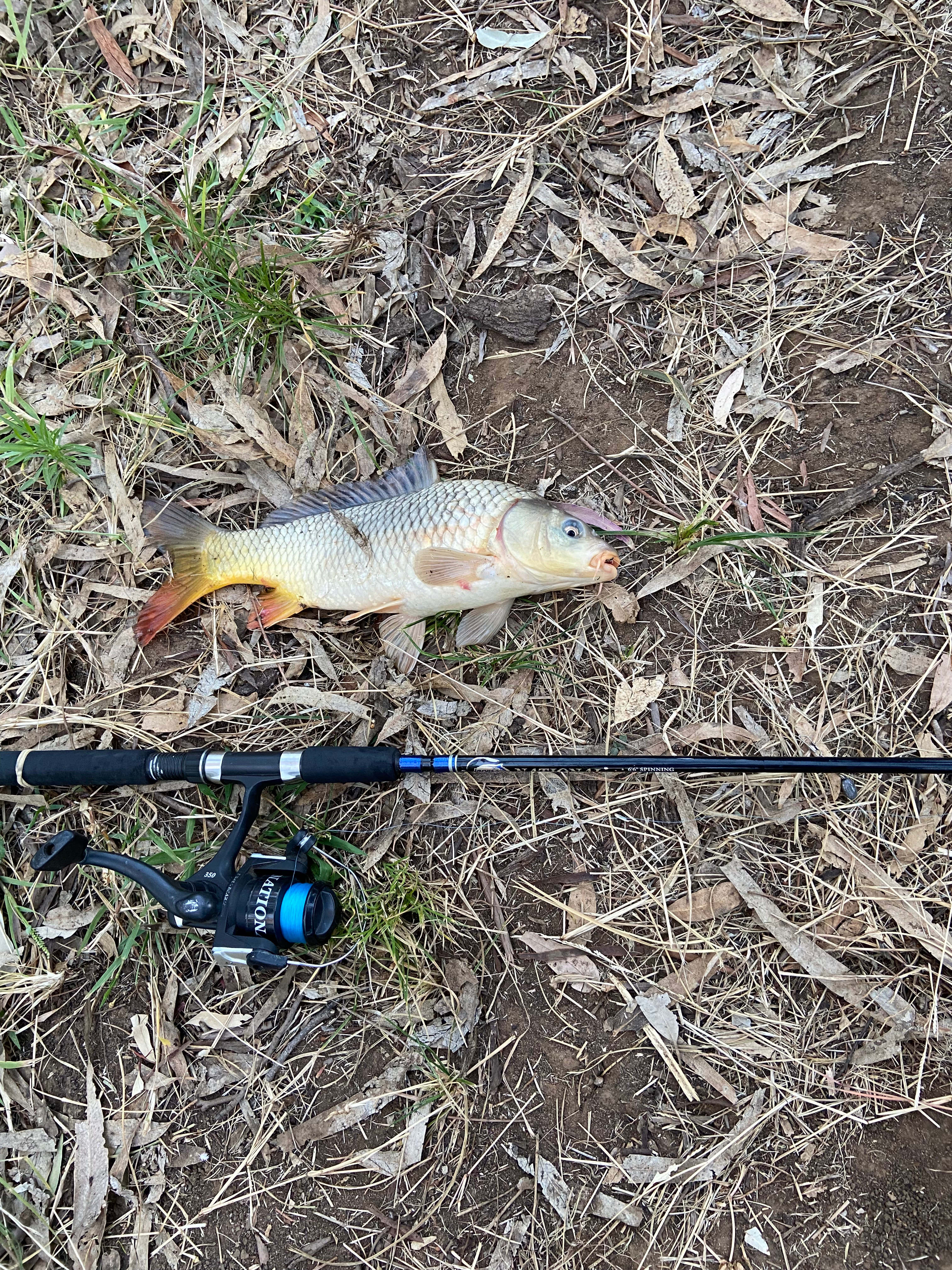 Cadagi Farm Stay in Central West NSW