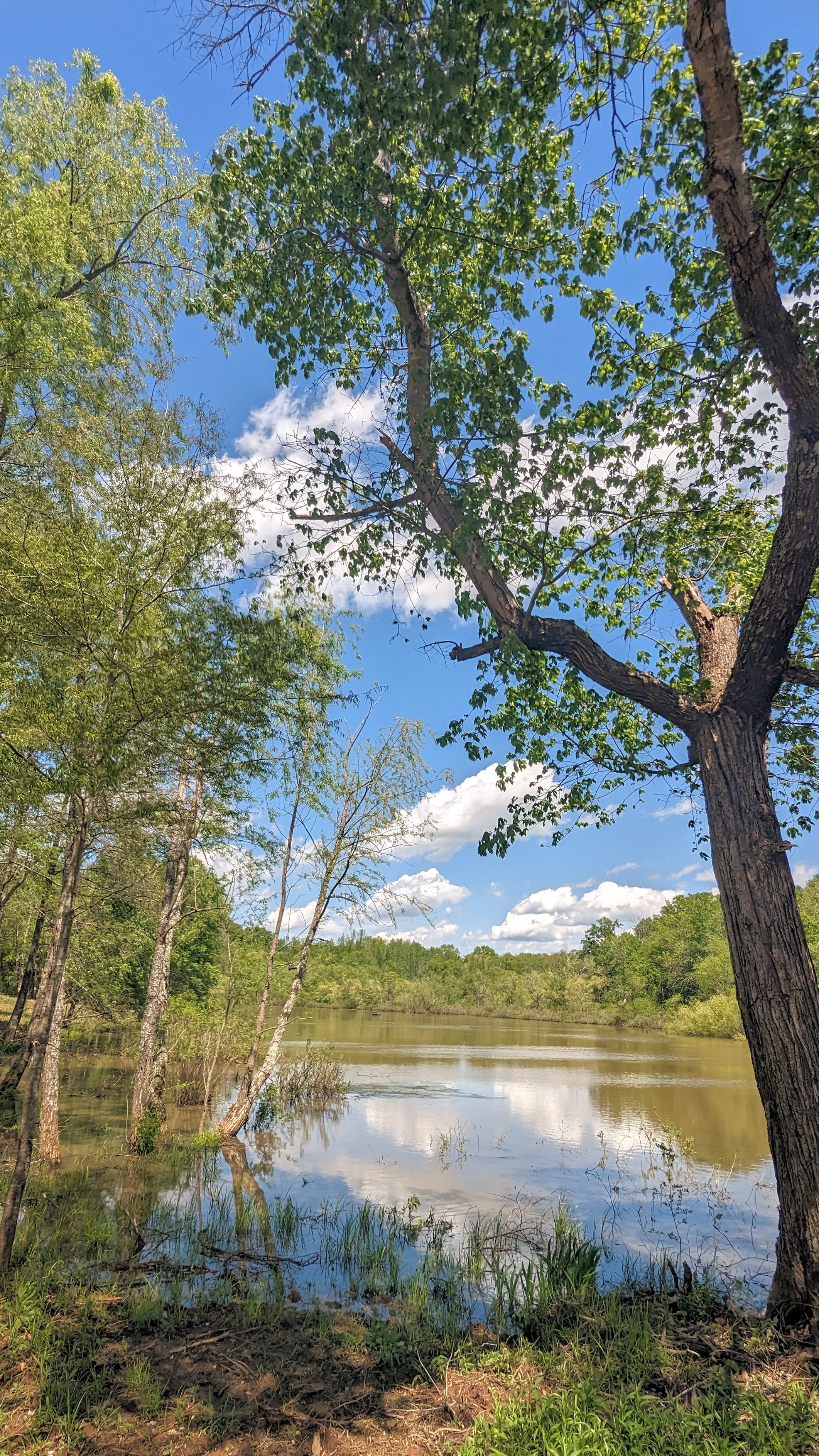 Liberty Oak Oasis