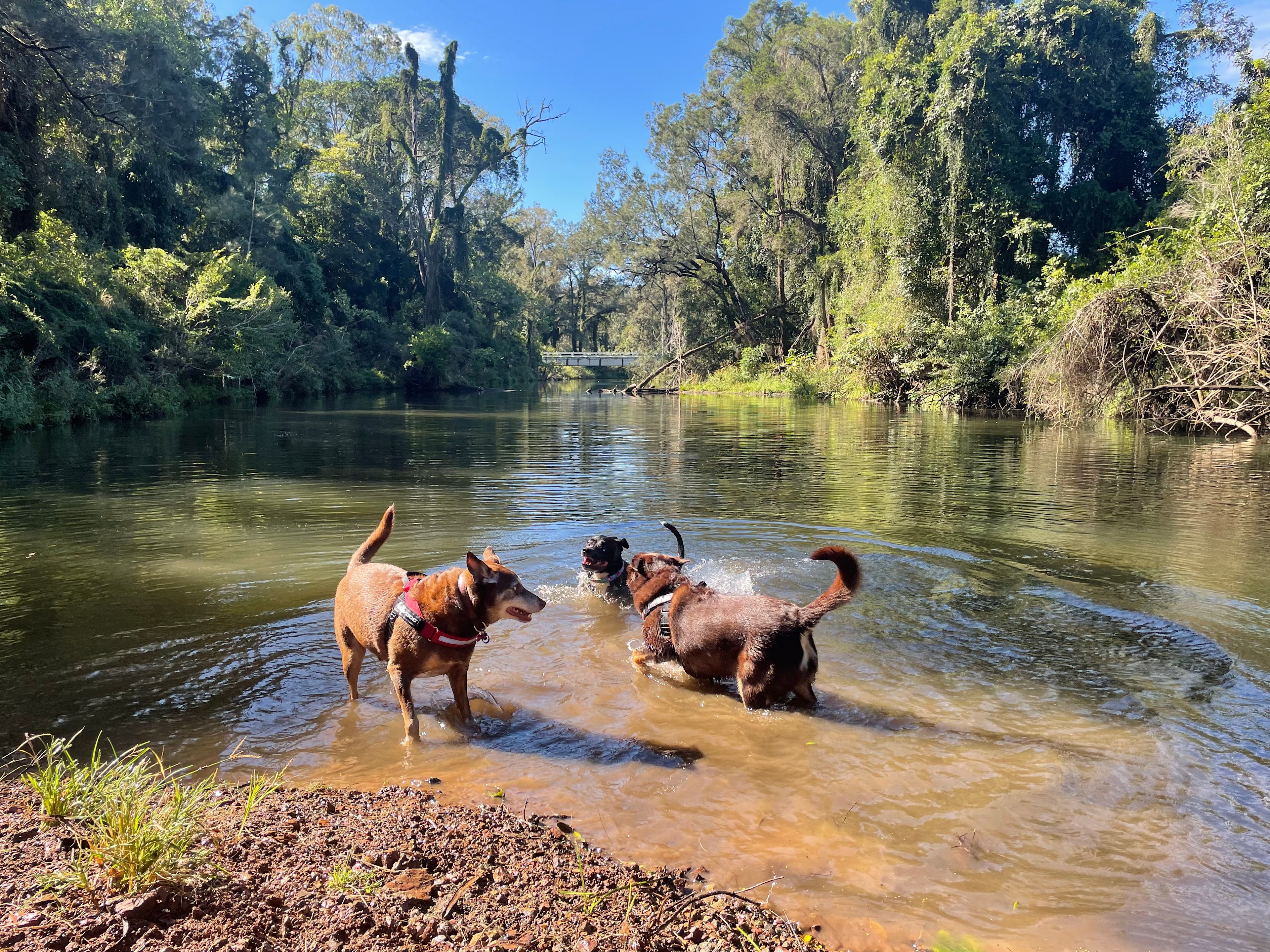 Mountain View Camping