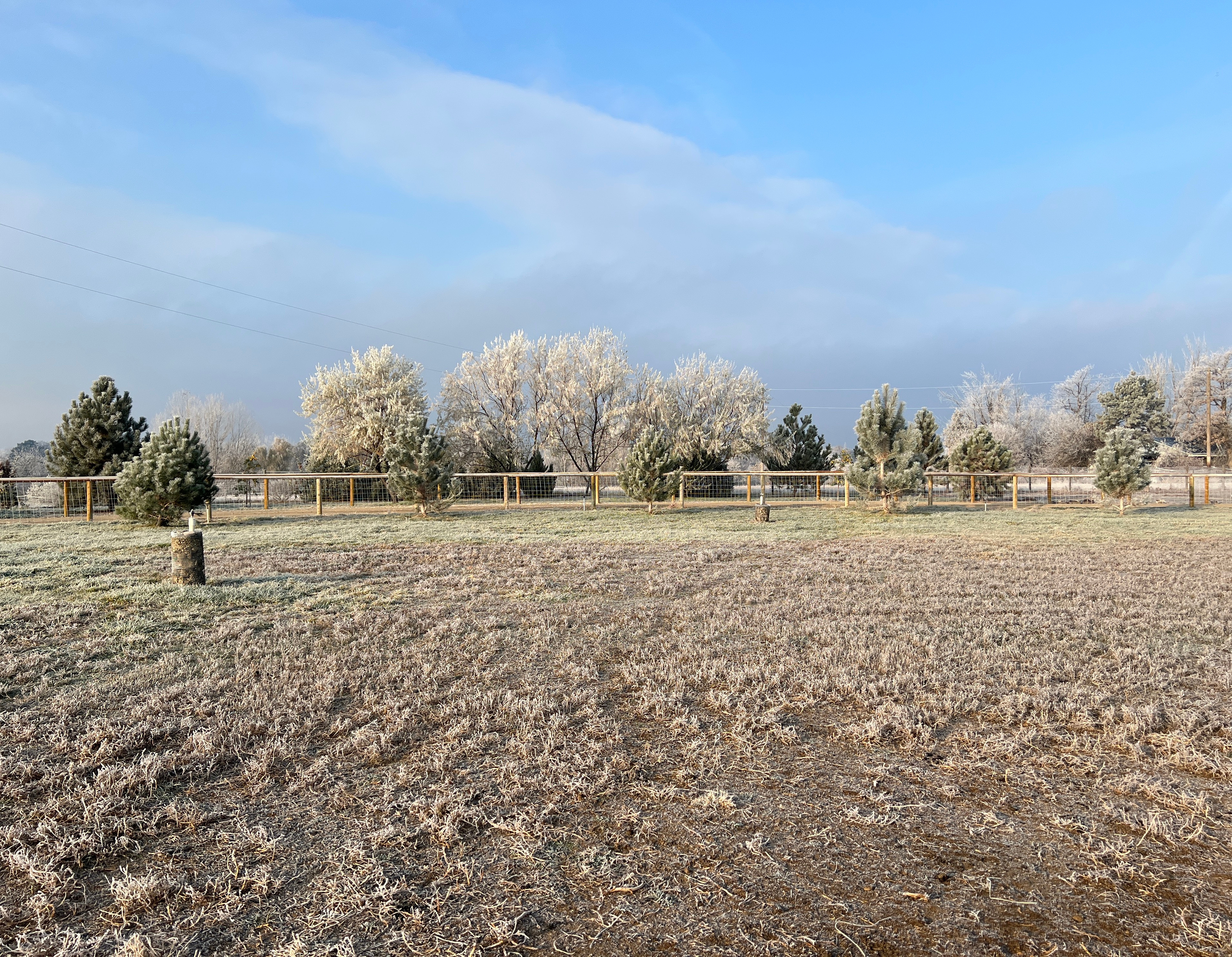 Frosty Field View.