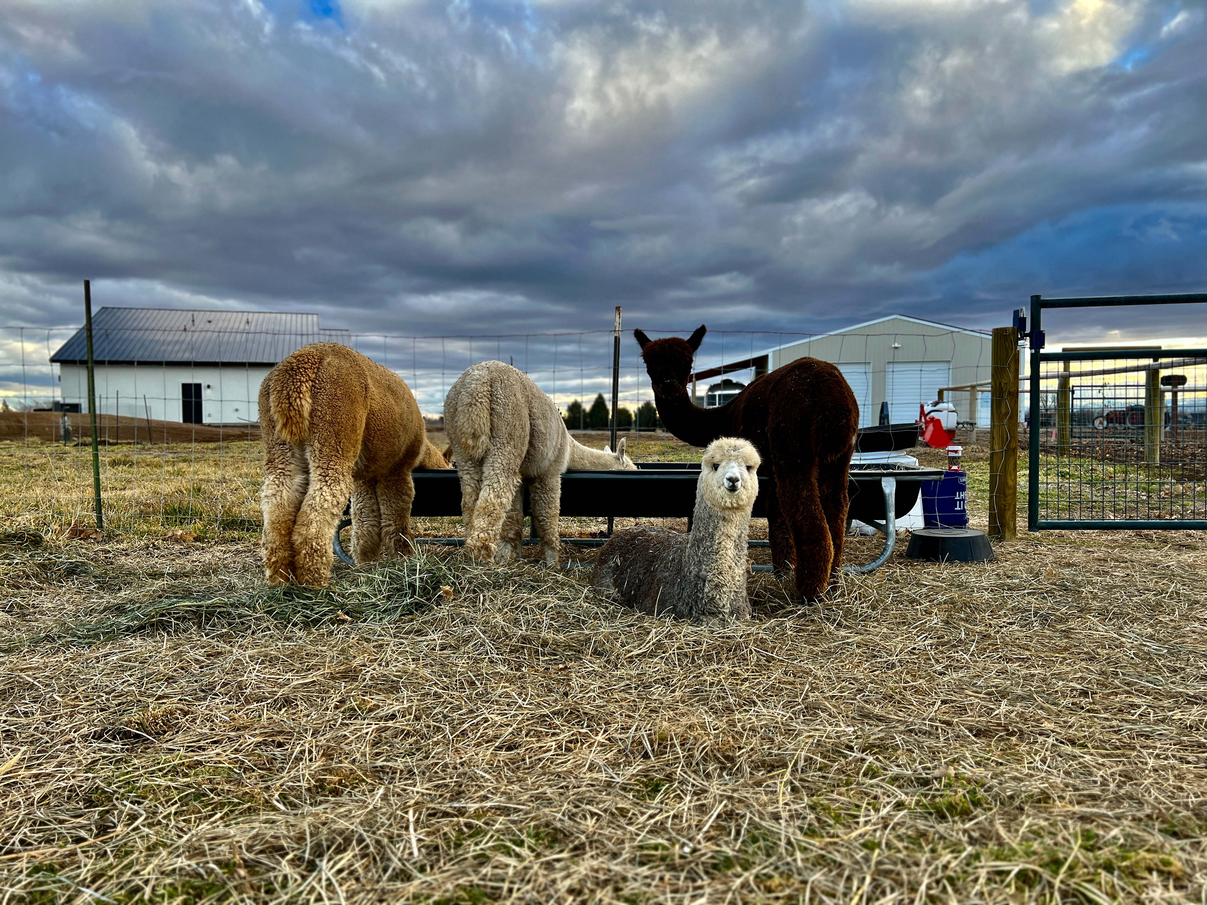 The Pack of Alpacas