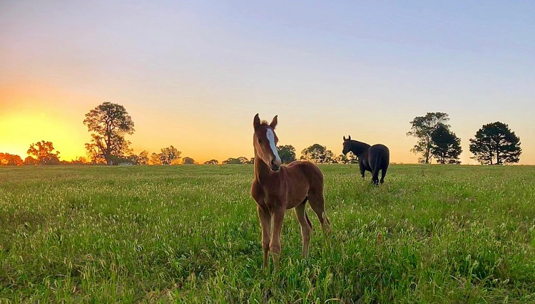 Baby foals
