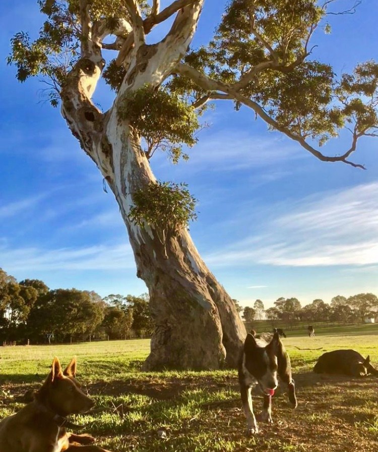 Bonnie Brae Homestead