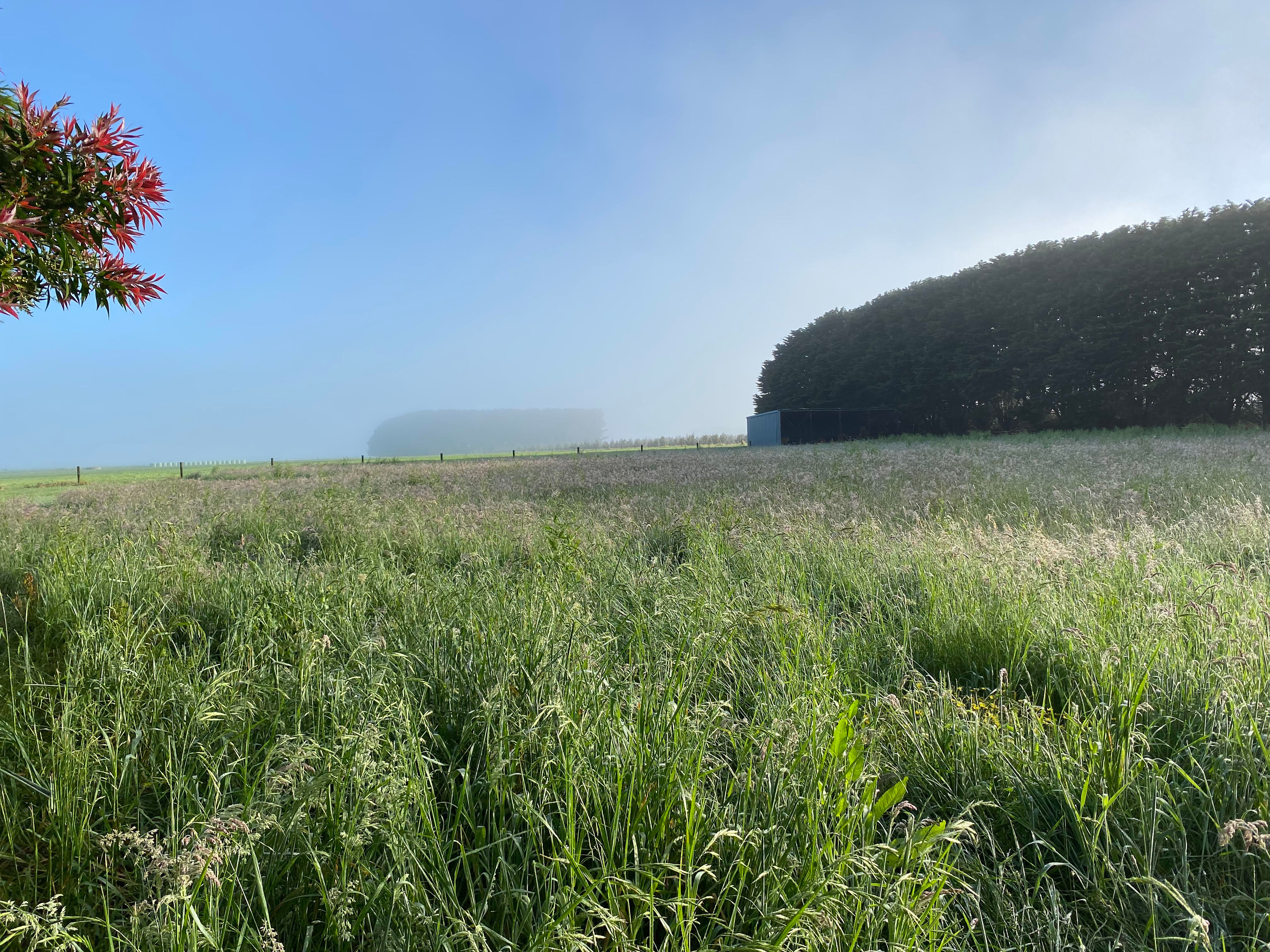 FeatherLeaf Sanctuary