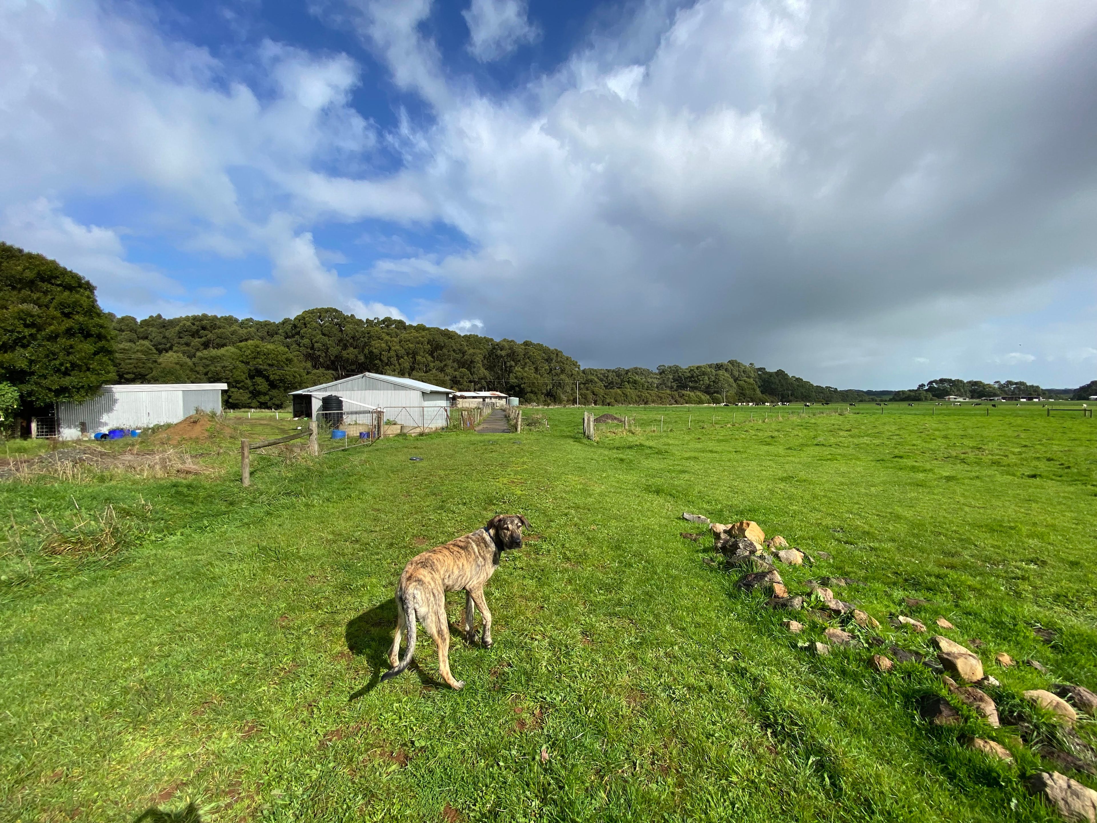 FeatherLeaf Sanctuary