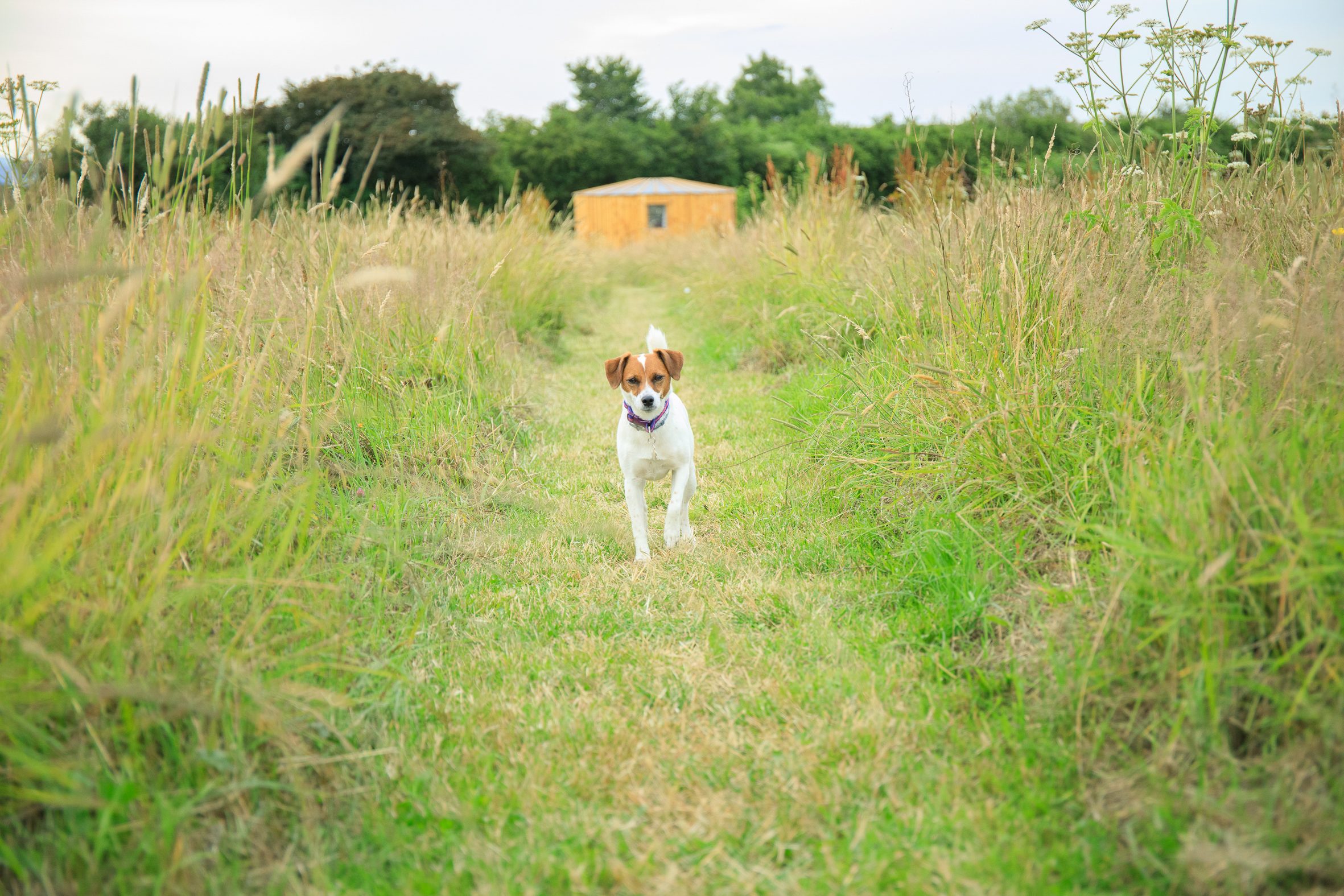Cadora Woods Glamping