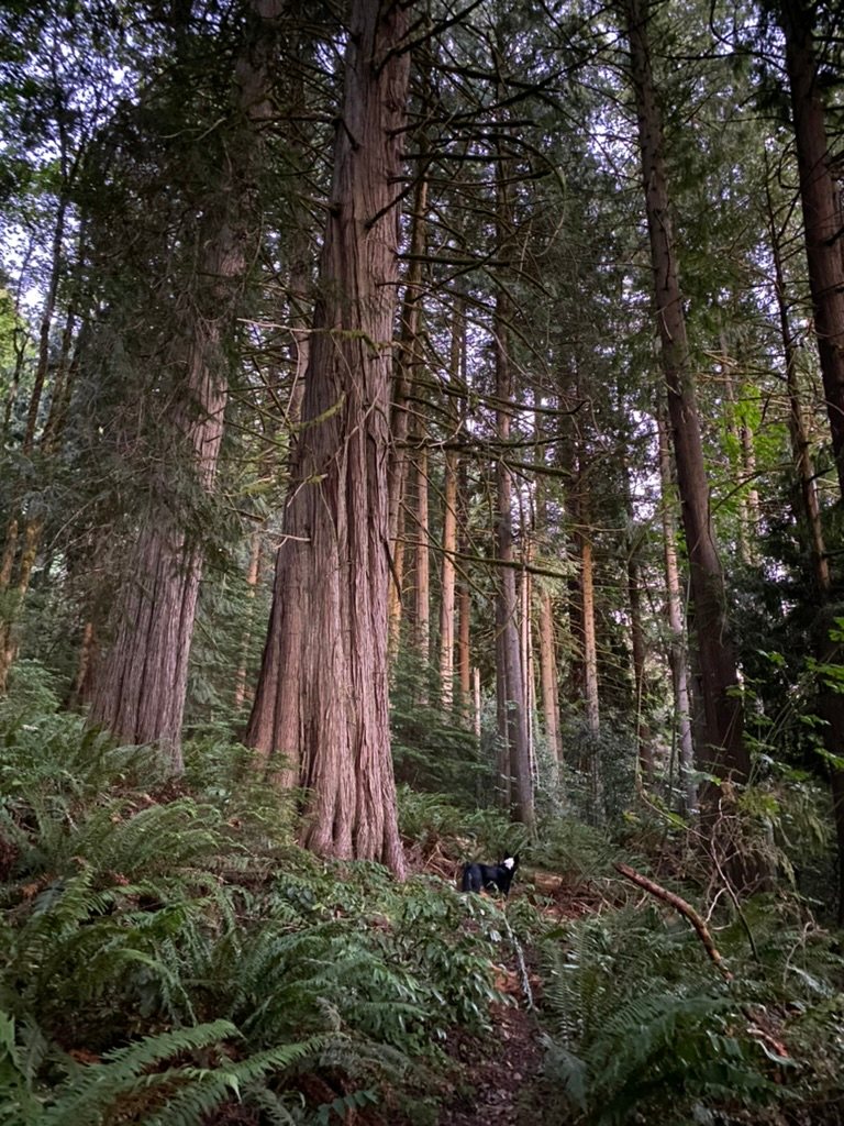 Marmot House Old Growth Forest