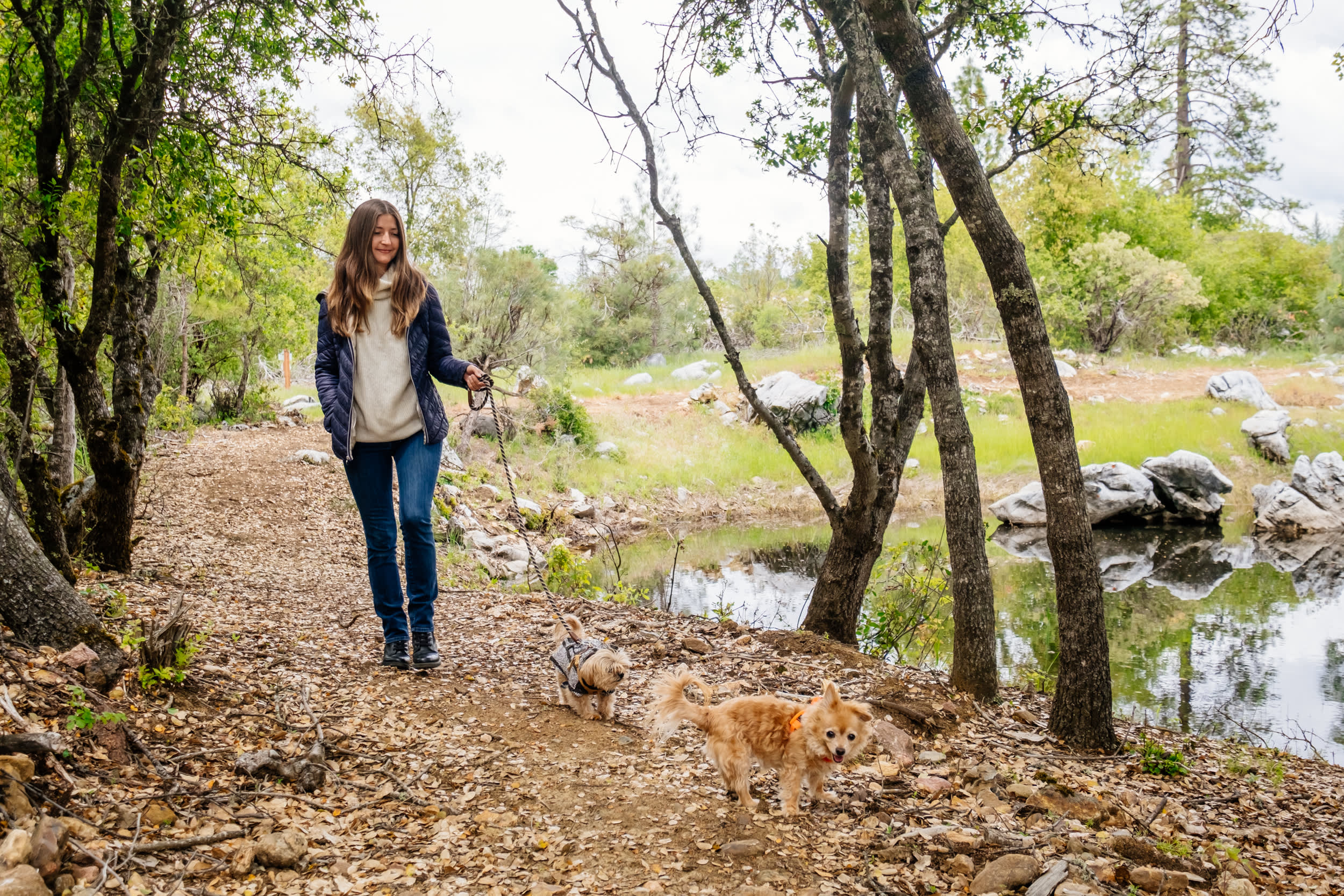Morning walks with the dogs around the pond