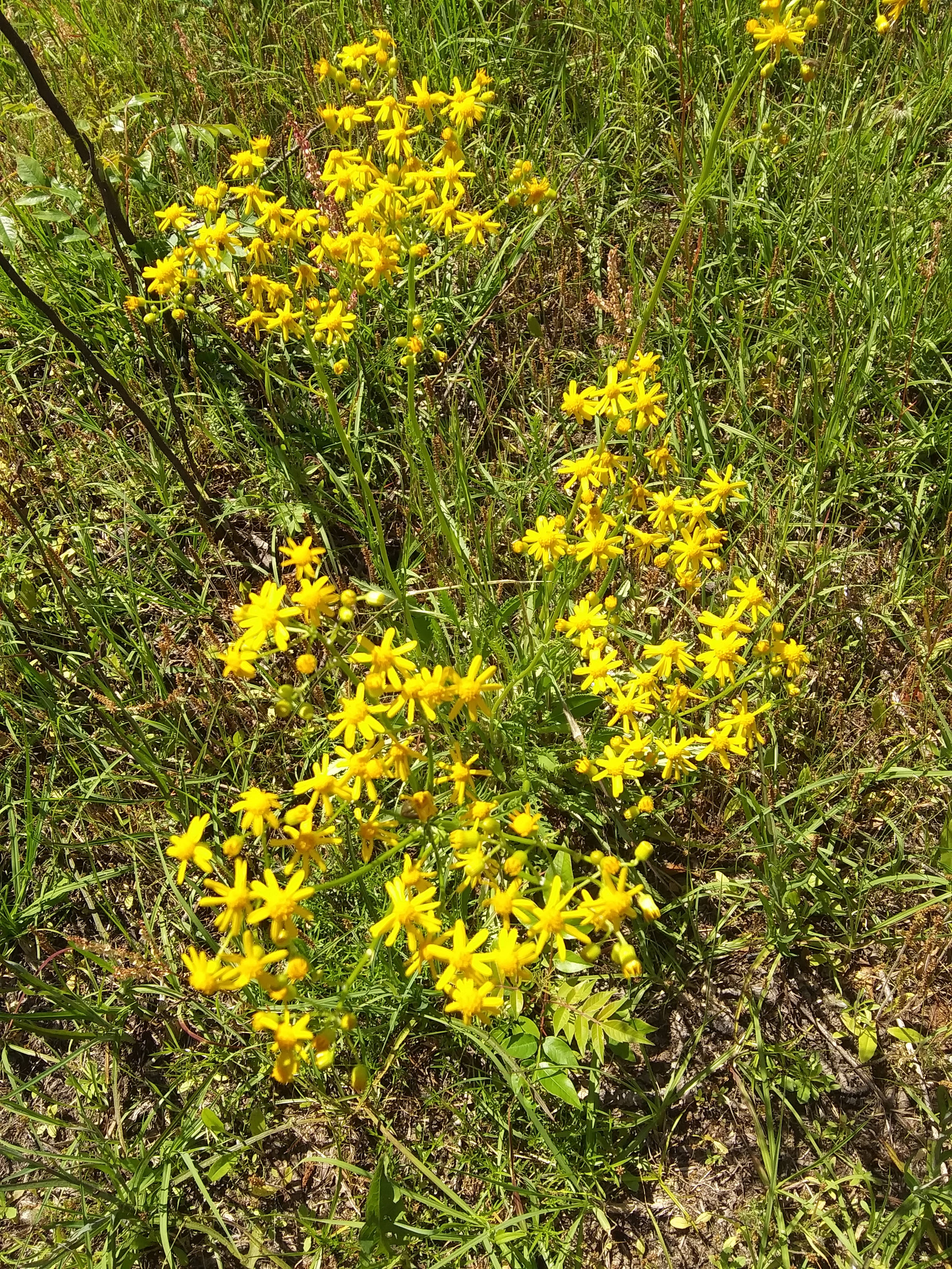 Murchison Farm's Primitive Camping