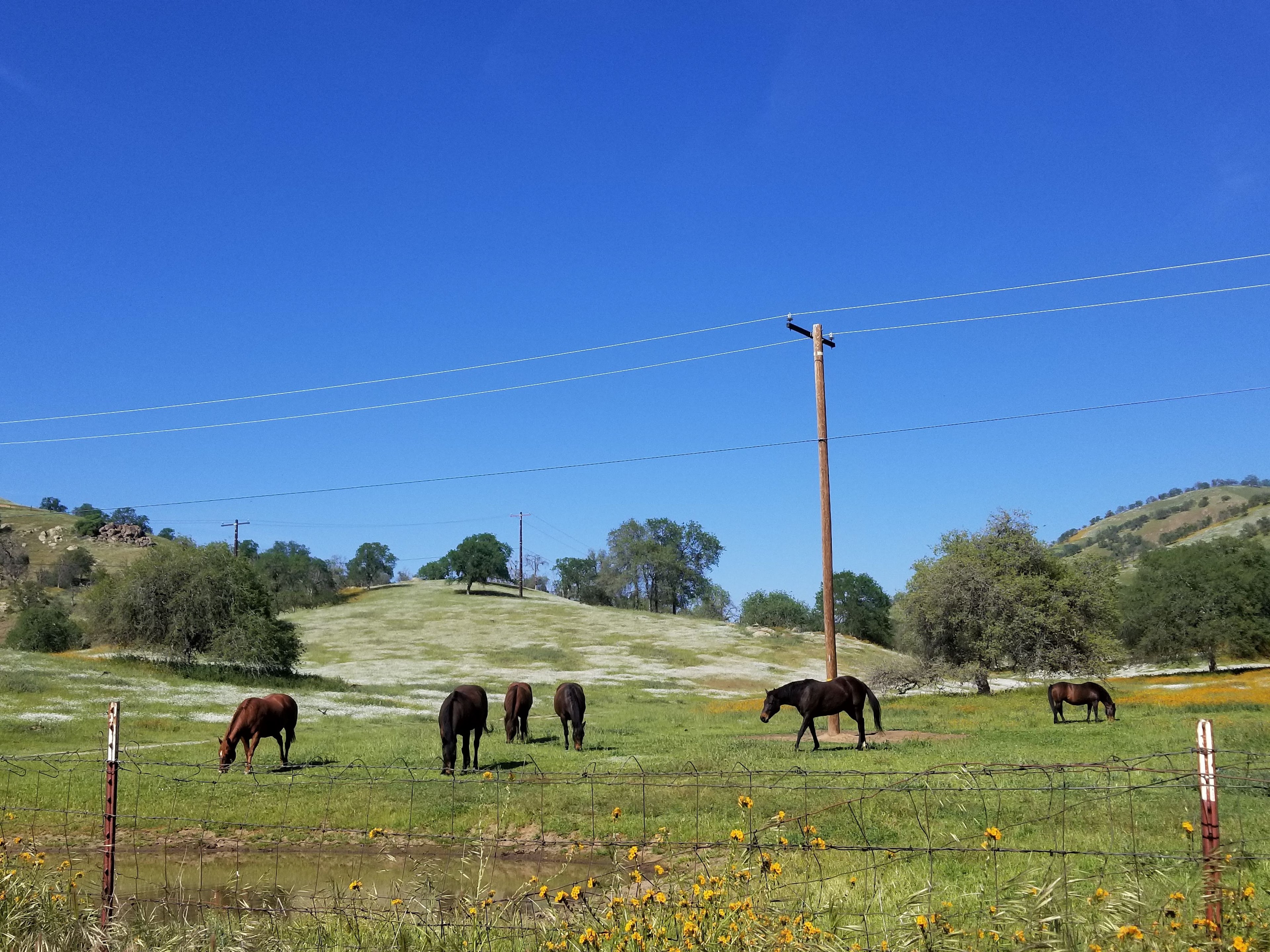 Oak Glenn * California Hot Springs