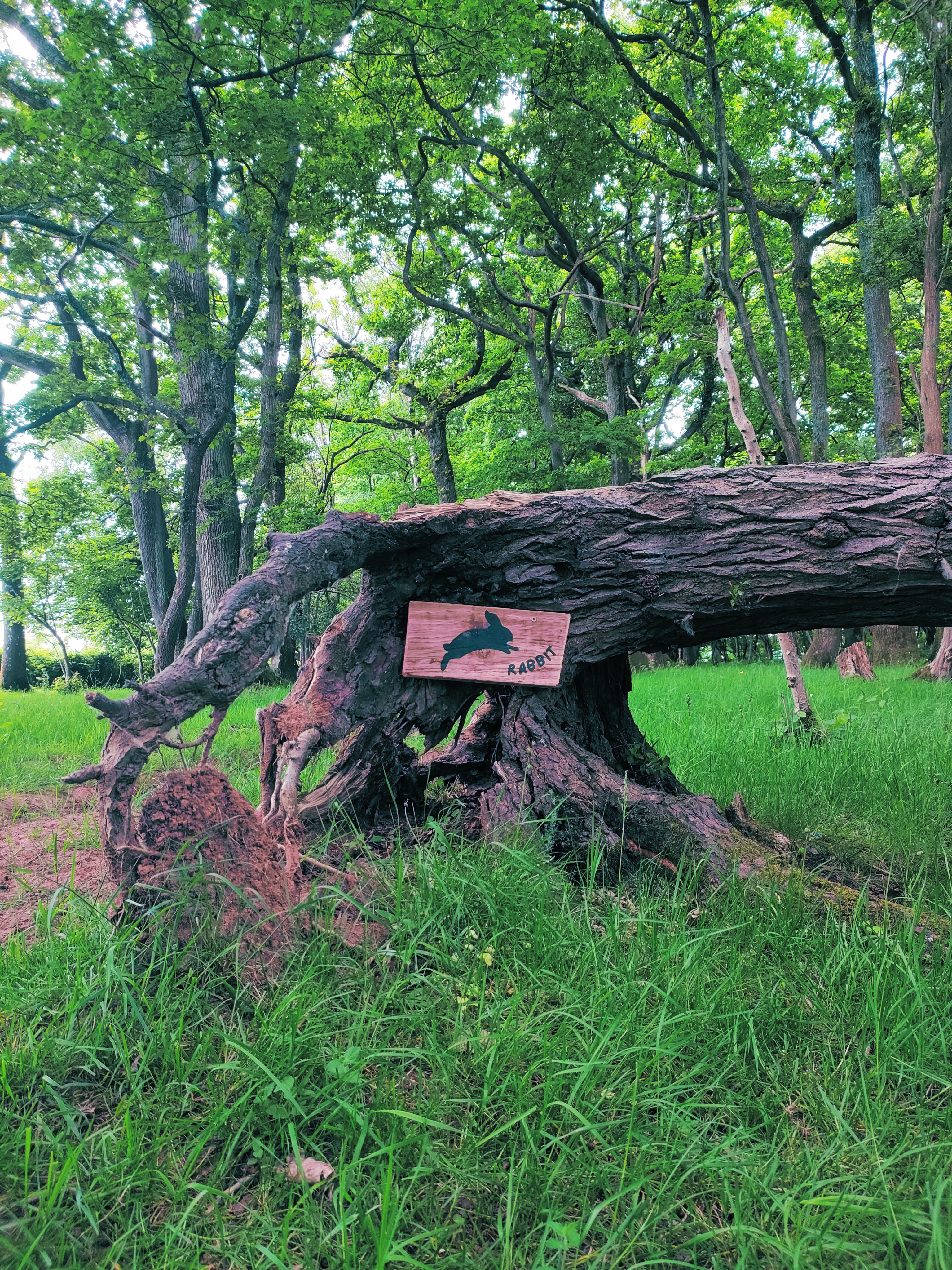 Woodland Activity