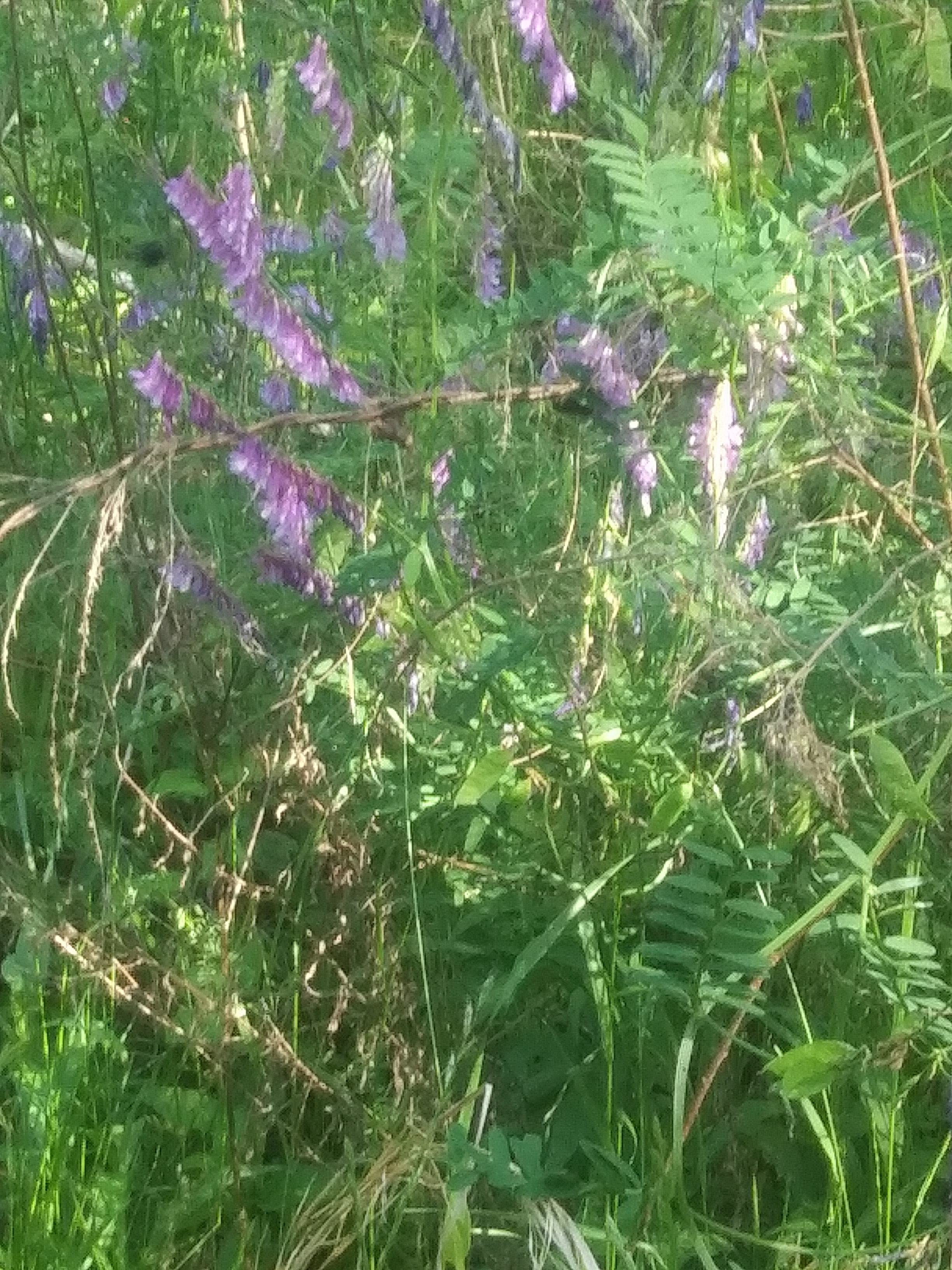 Currently - Purple, White, and Yellow blossoms are in the majority. 
