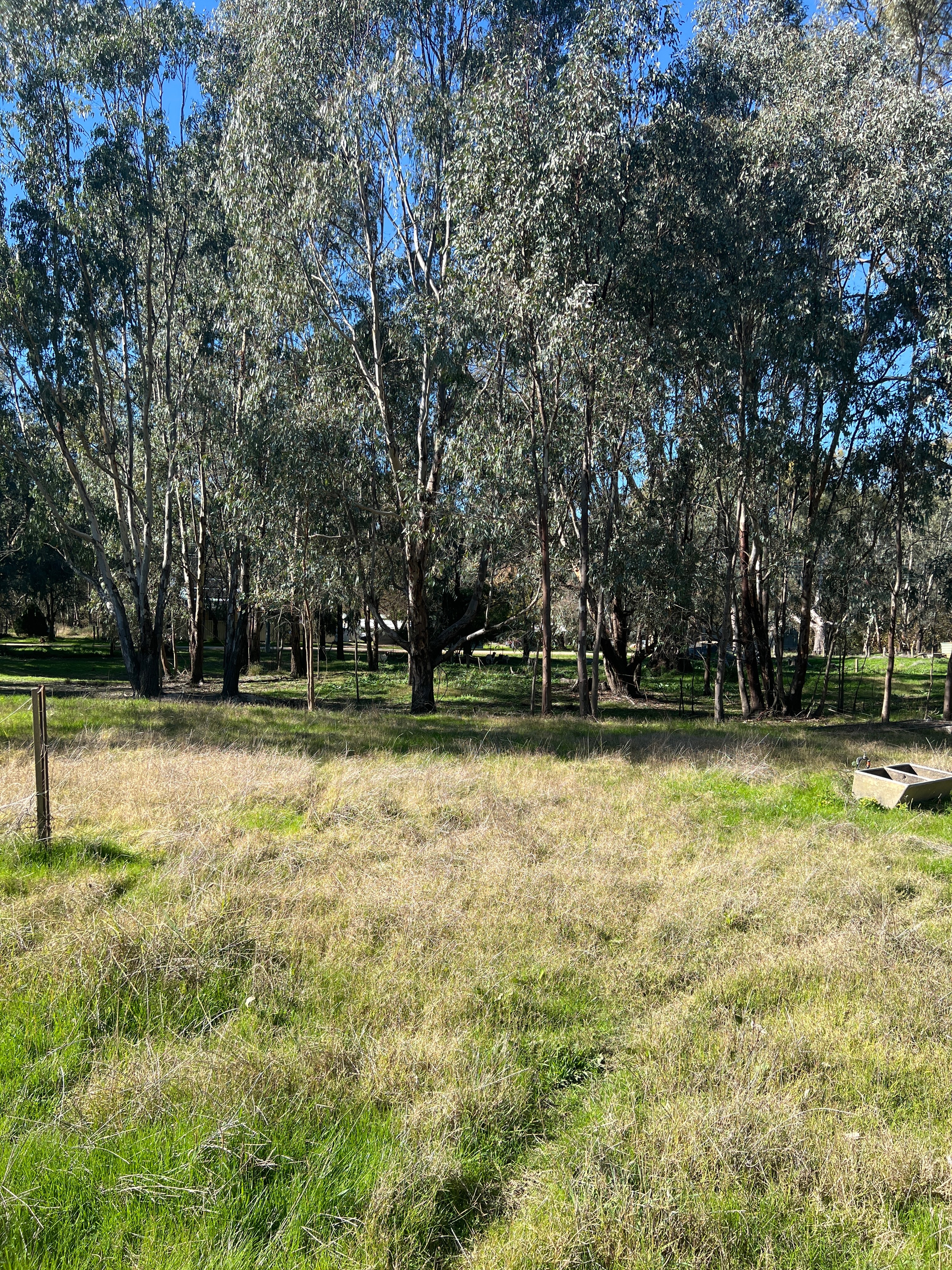 River Gum Paddock