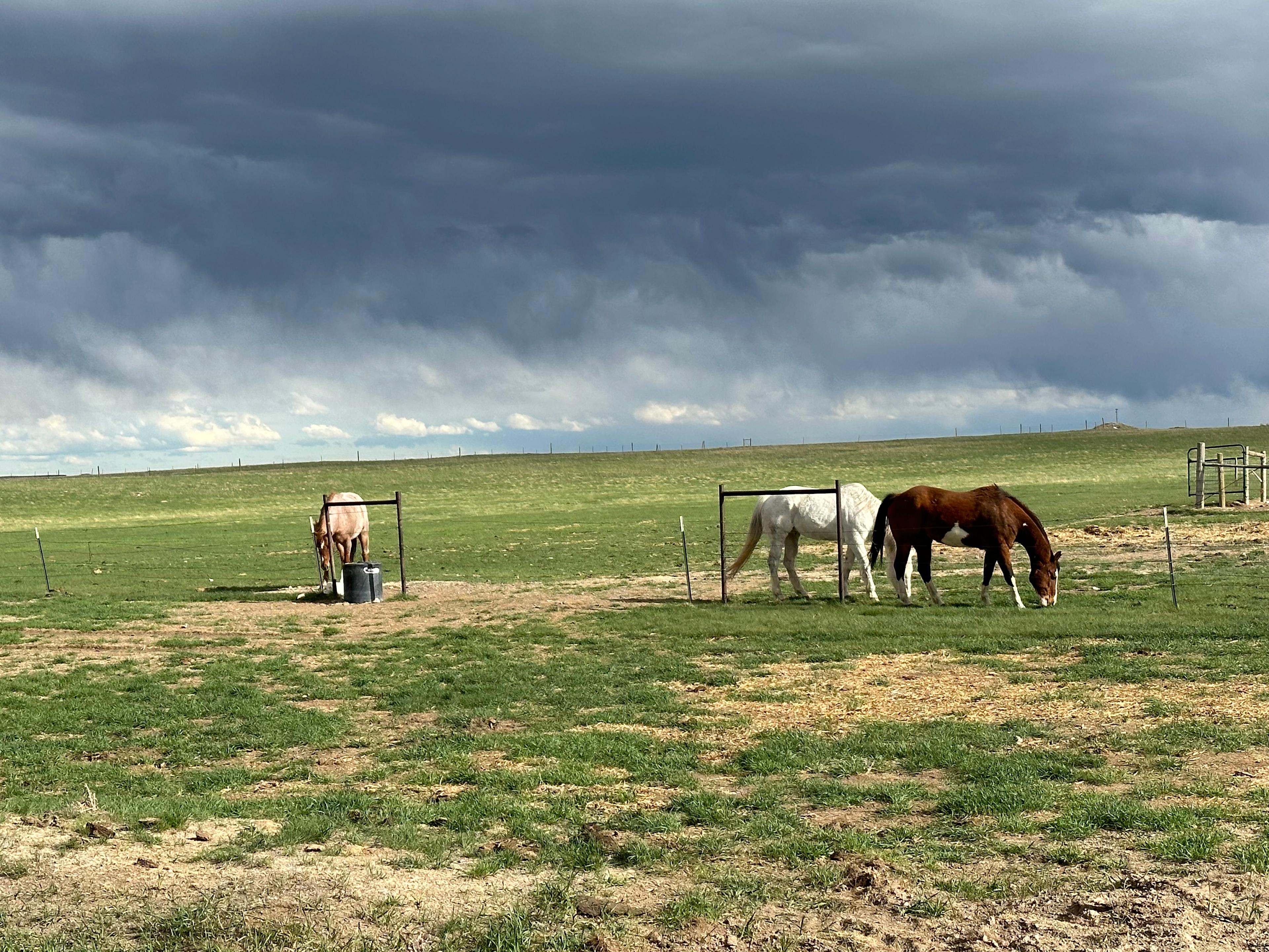Horses hanging out 