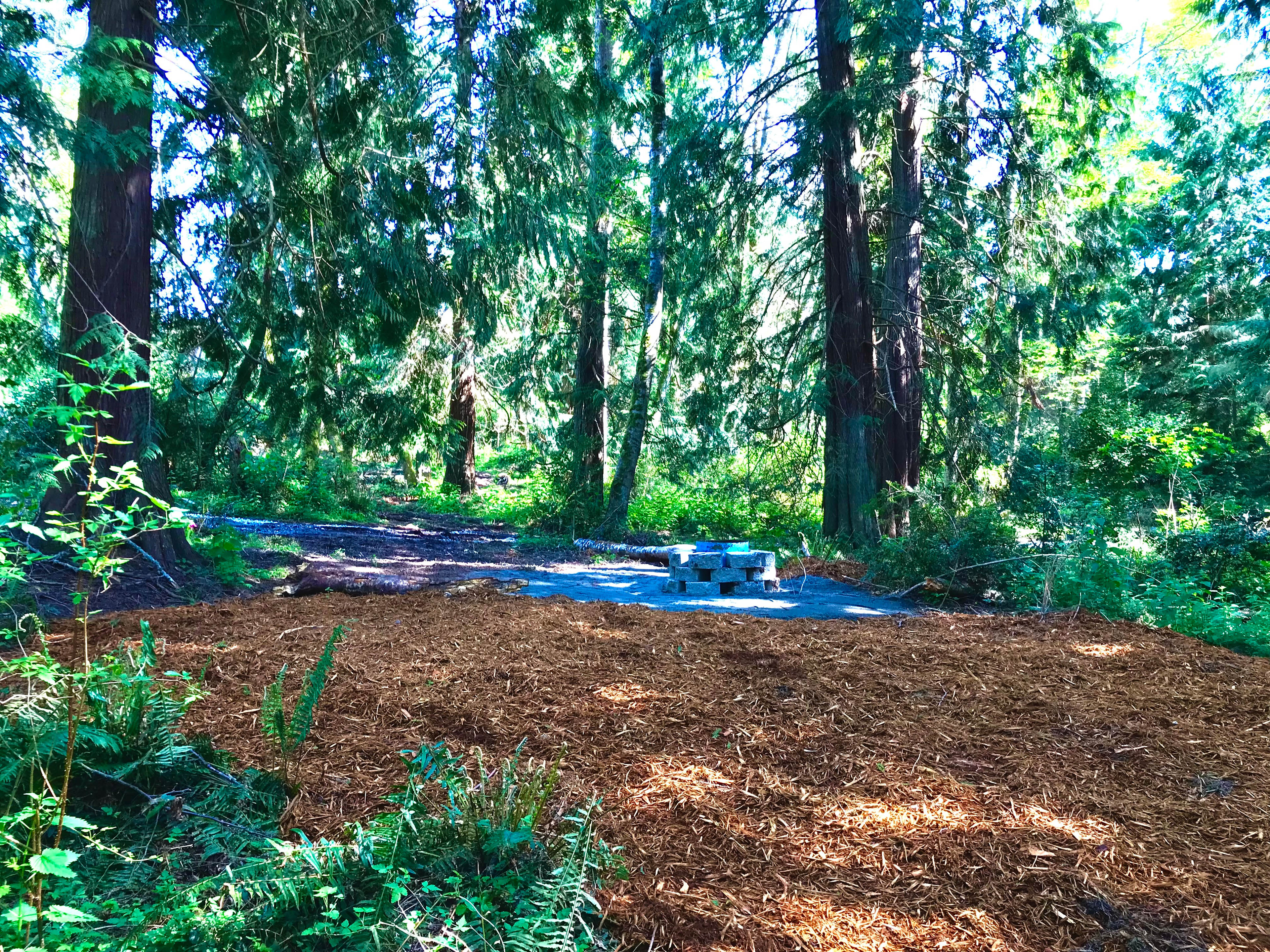 The Last Of The Wonder Woods