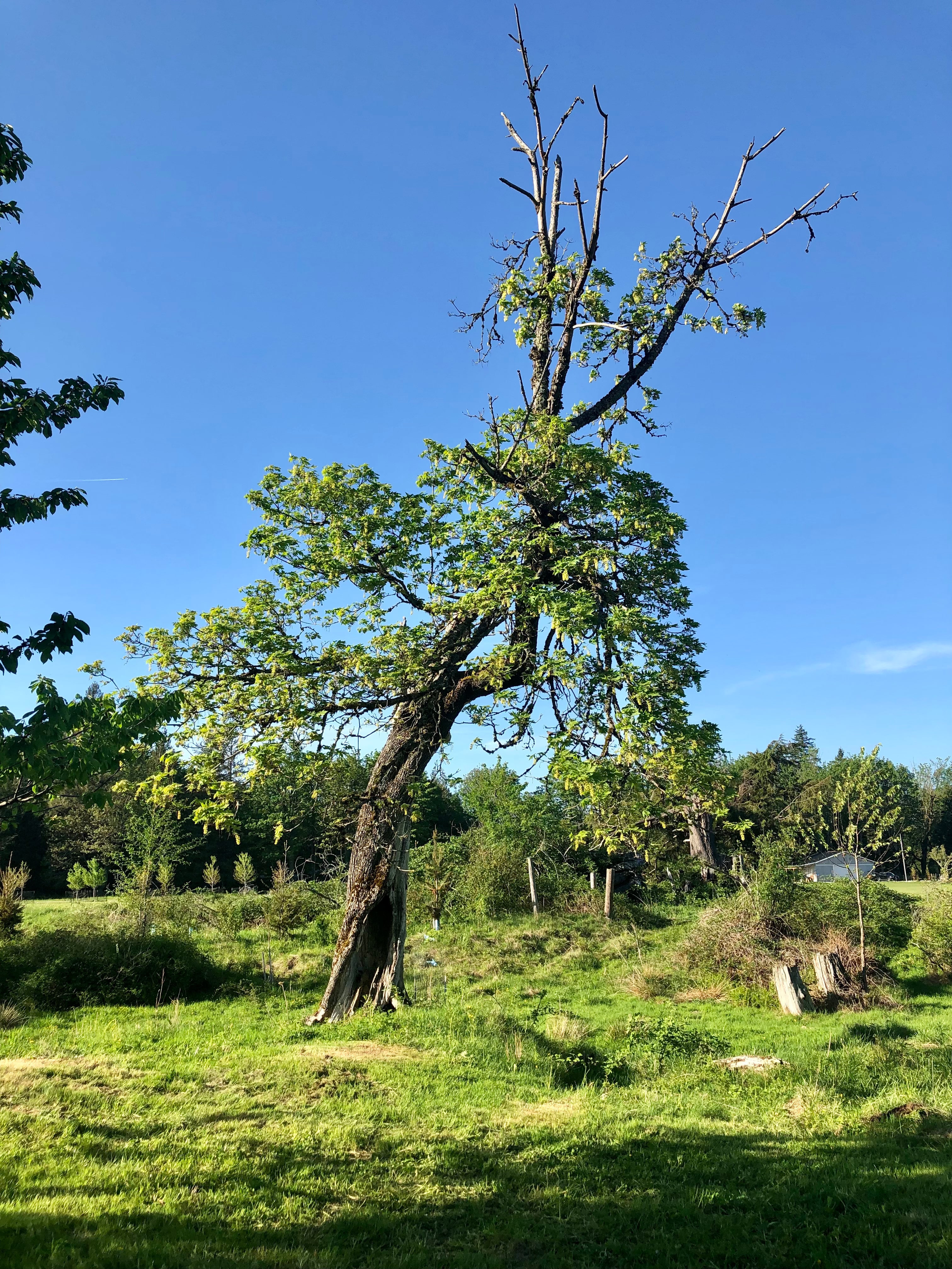 Hollow Tree Campsite