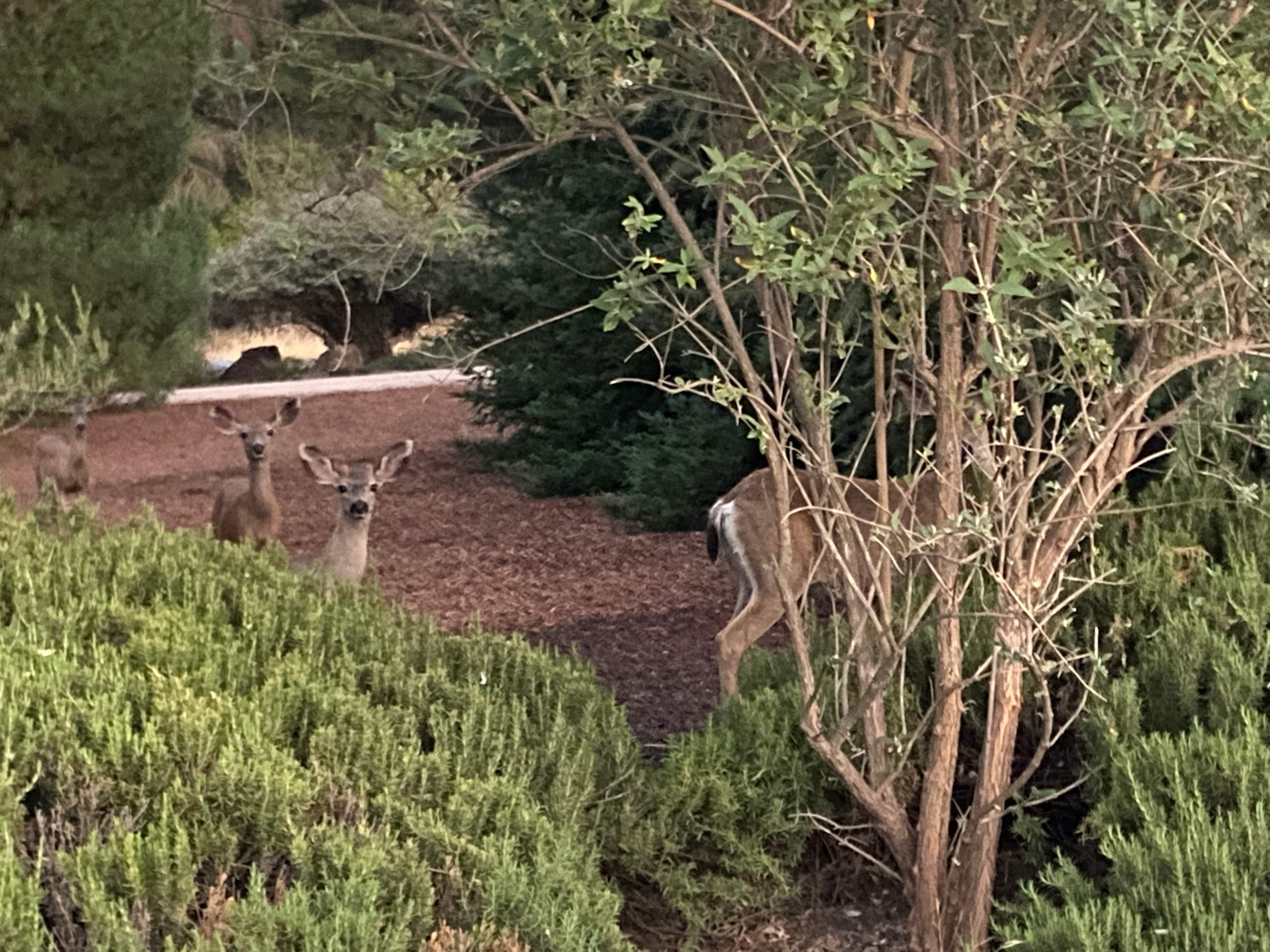 Chateau Vigne Boondocks + RV sites