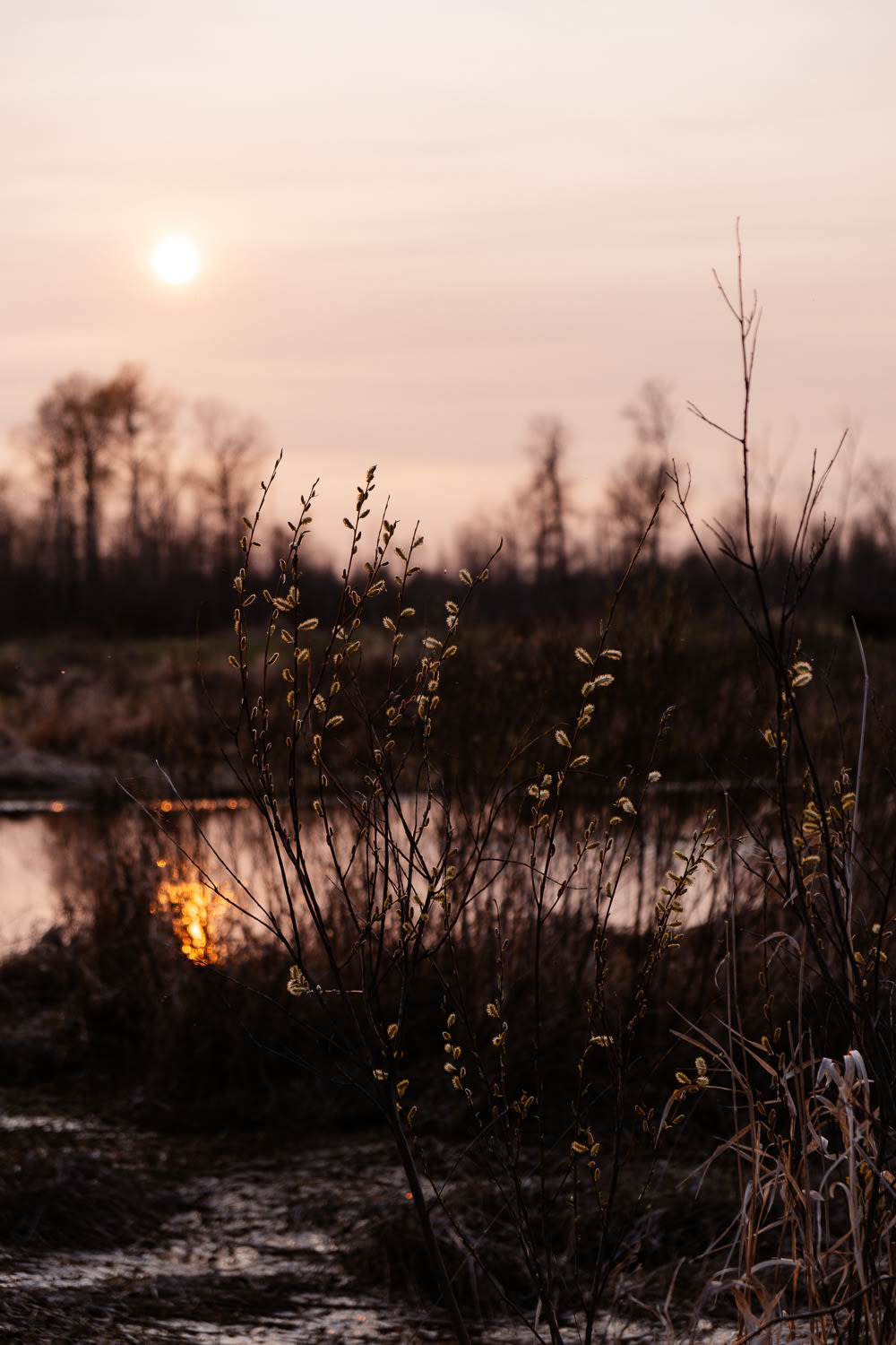 Golden hour at the pond