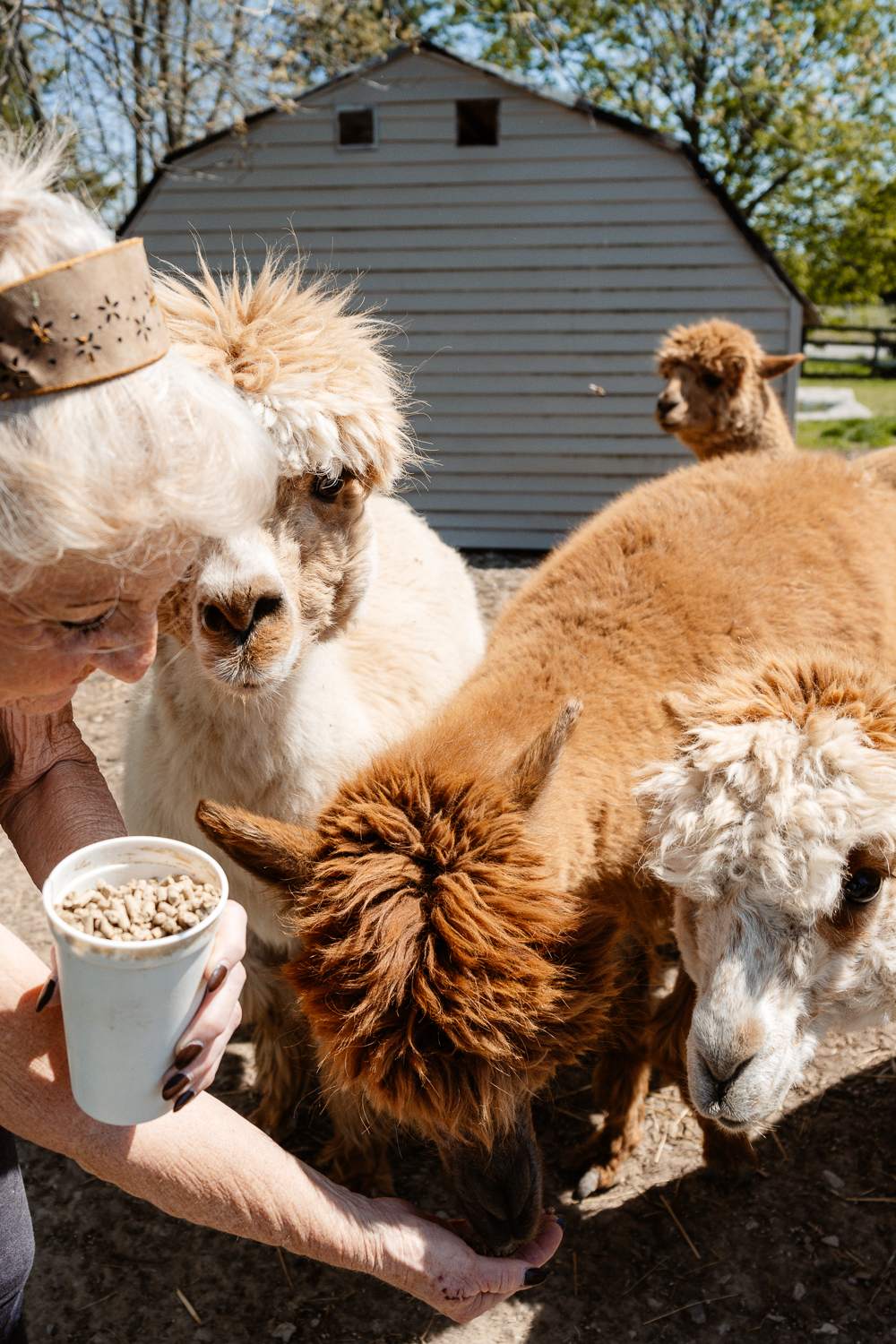 Karen and I fed the alpacas a little afternoon snack