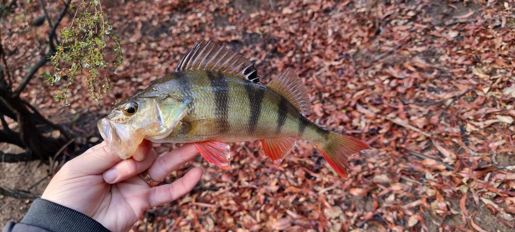 Fish