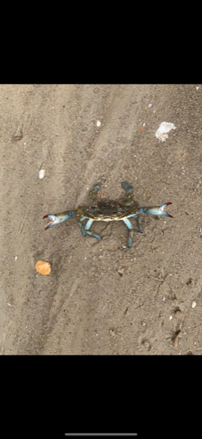 The Crab Claw' Beach Front RV Site