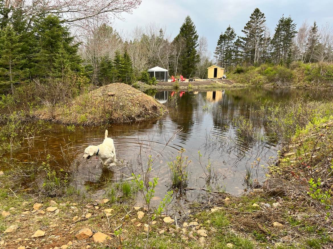 This photo looks towards The Landing from Talia’s Grove. The sunset drops behind the bunkie and brook trout jump in the beaver pond. Ripley loves to go frogging whenever he can.