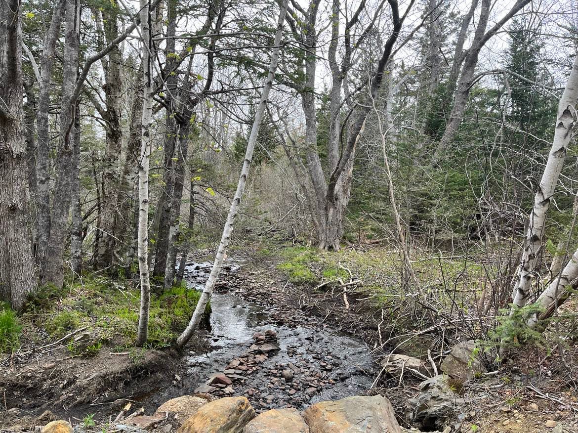 Walk thought the woods to the creek. The stream runs down from Huey Lake through tiny waterfalls in a rocky gorge and past The Vales. 