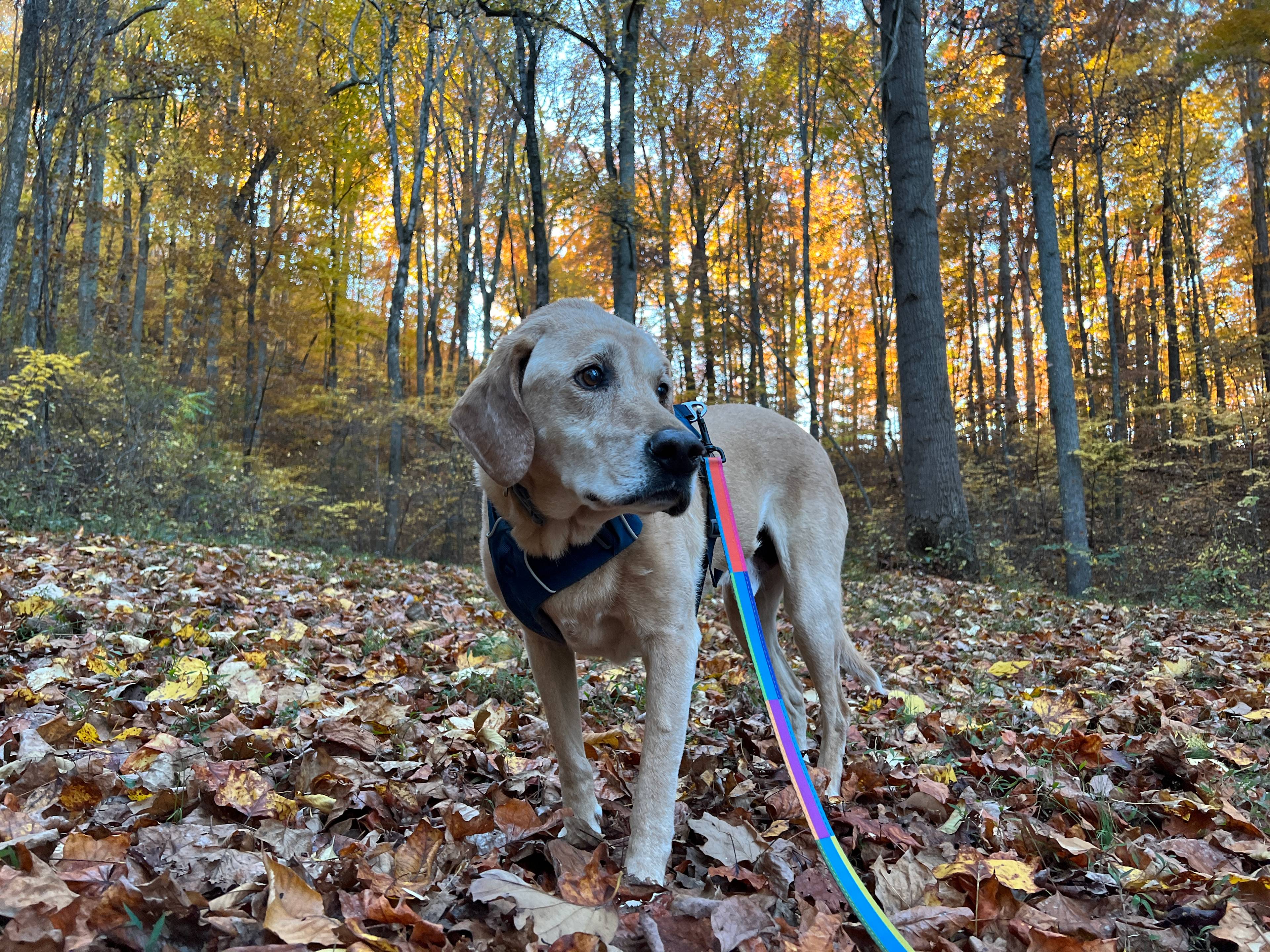 LeeRoy, our resident sweet old hound dog. He has lived here for 9 of his 13 years and we love him a lot. 