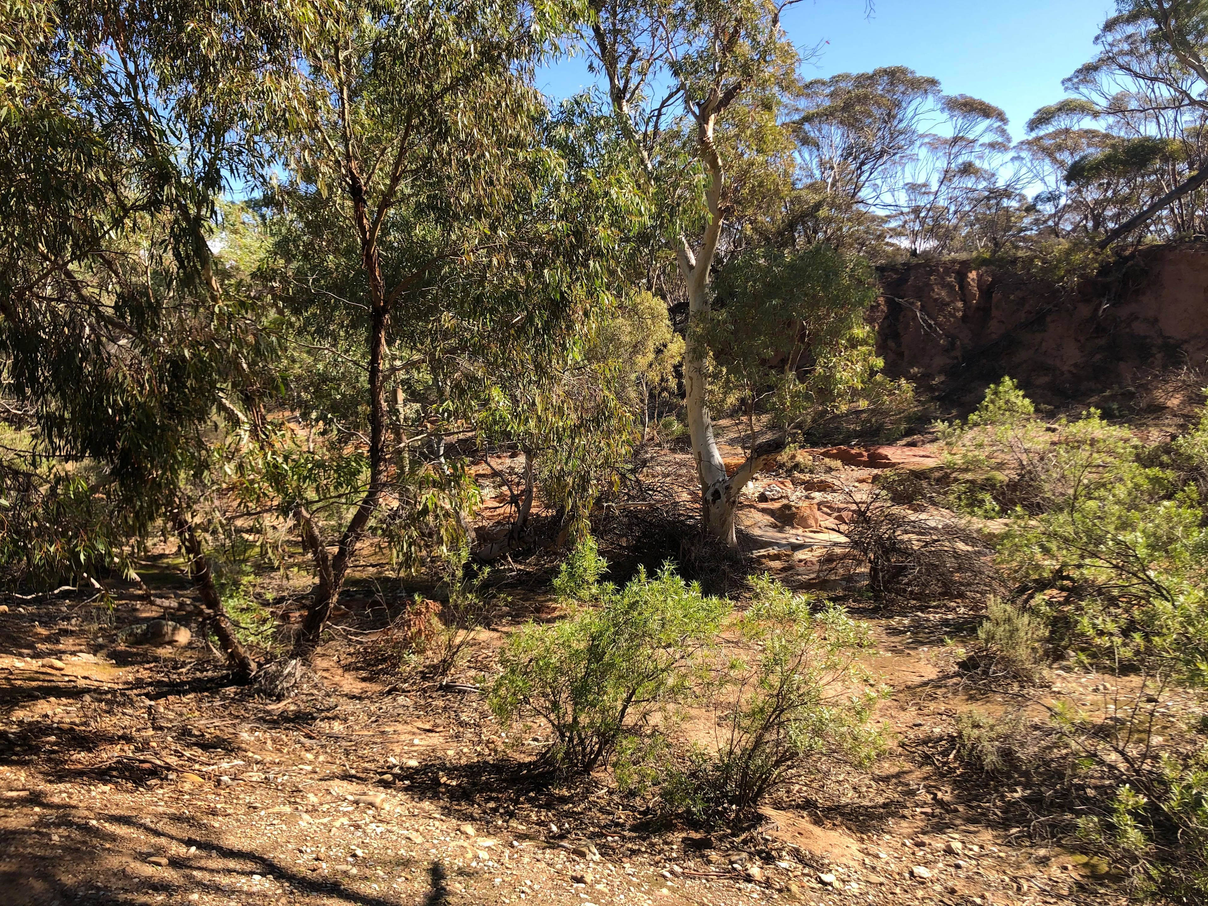 Burra Creek Camping