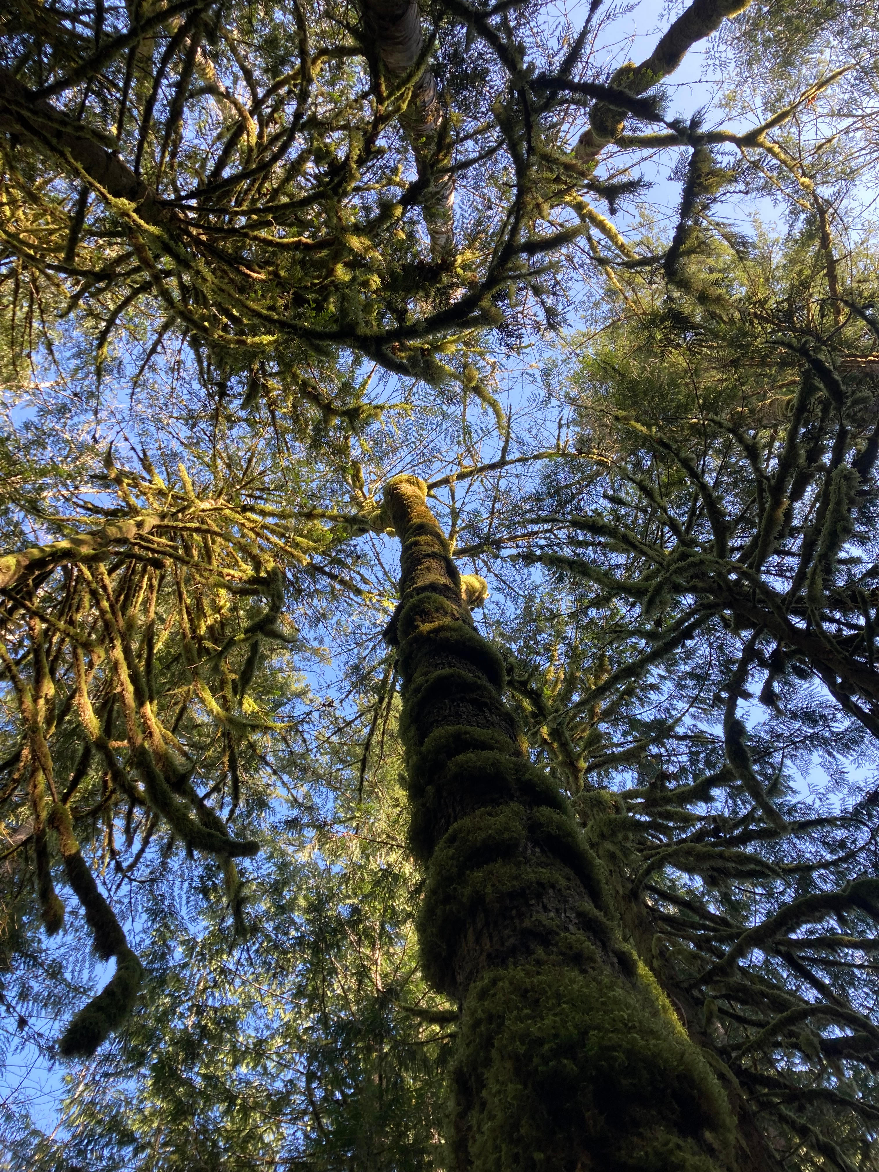 Carnation Moss Forest