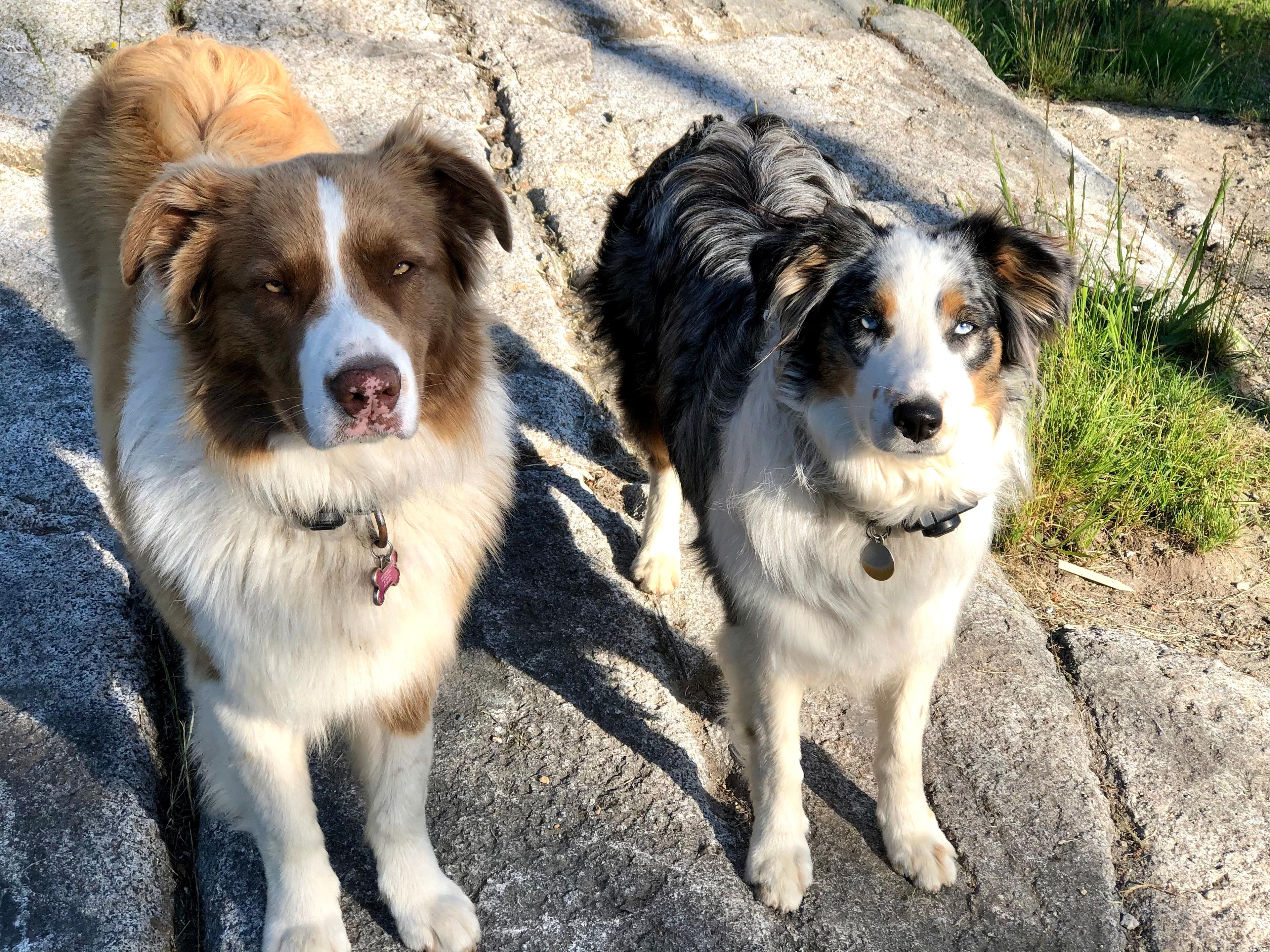 These are our two beautiful dogs. Krypto is on the left and Lika is on the right.