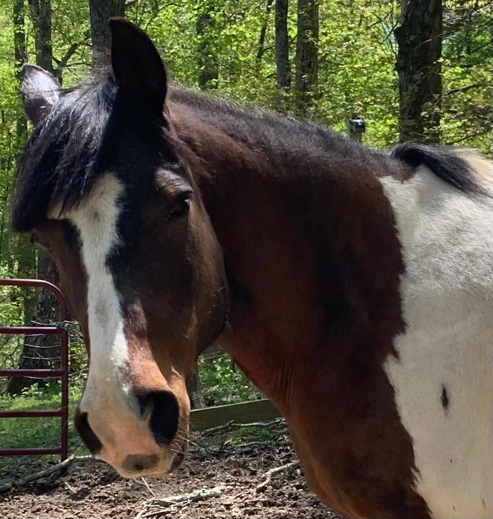 Book a 15 minute lead line pony ride on a Paso Fino for $10.00. Birthday pony parties available with at least 24 hours notice. Helmet provided. 