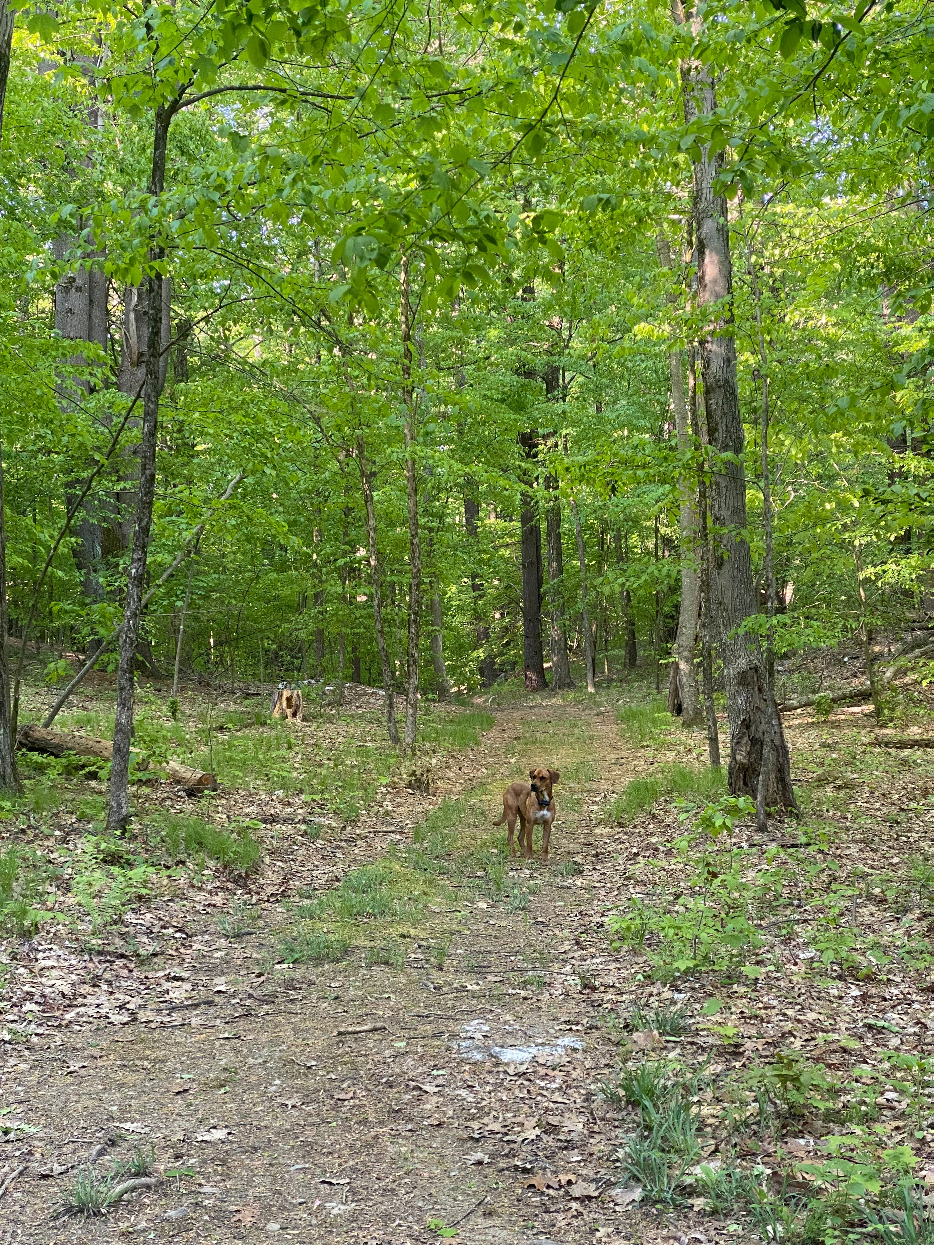 The hiking trail leading to Camp Canon