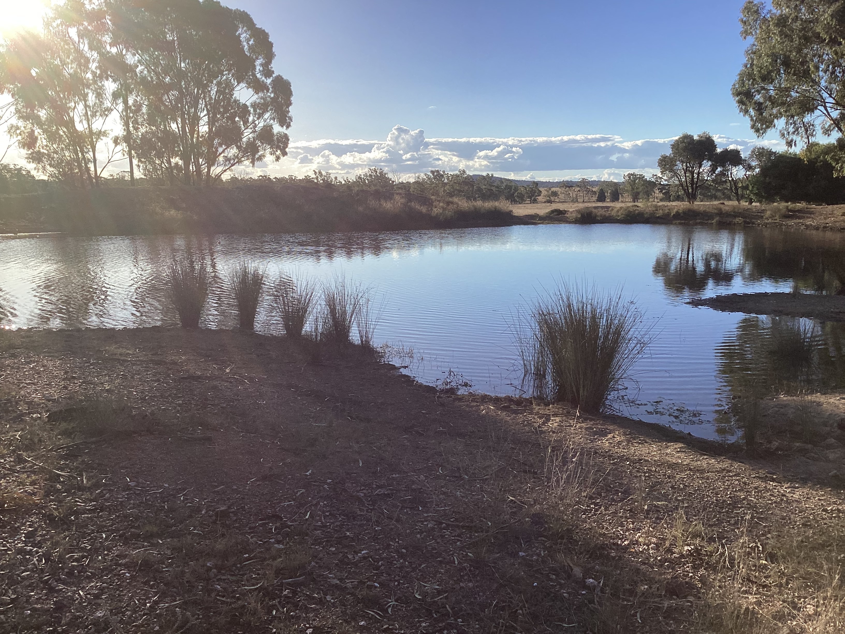 Cattle yards dam.