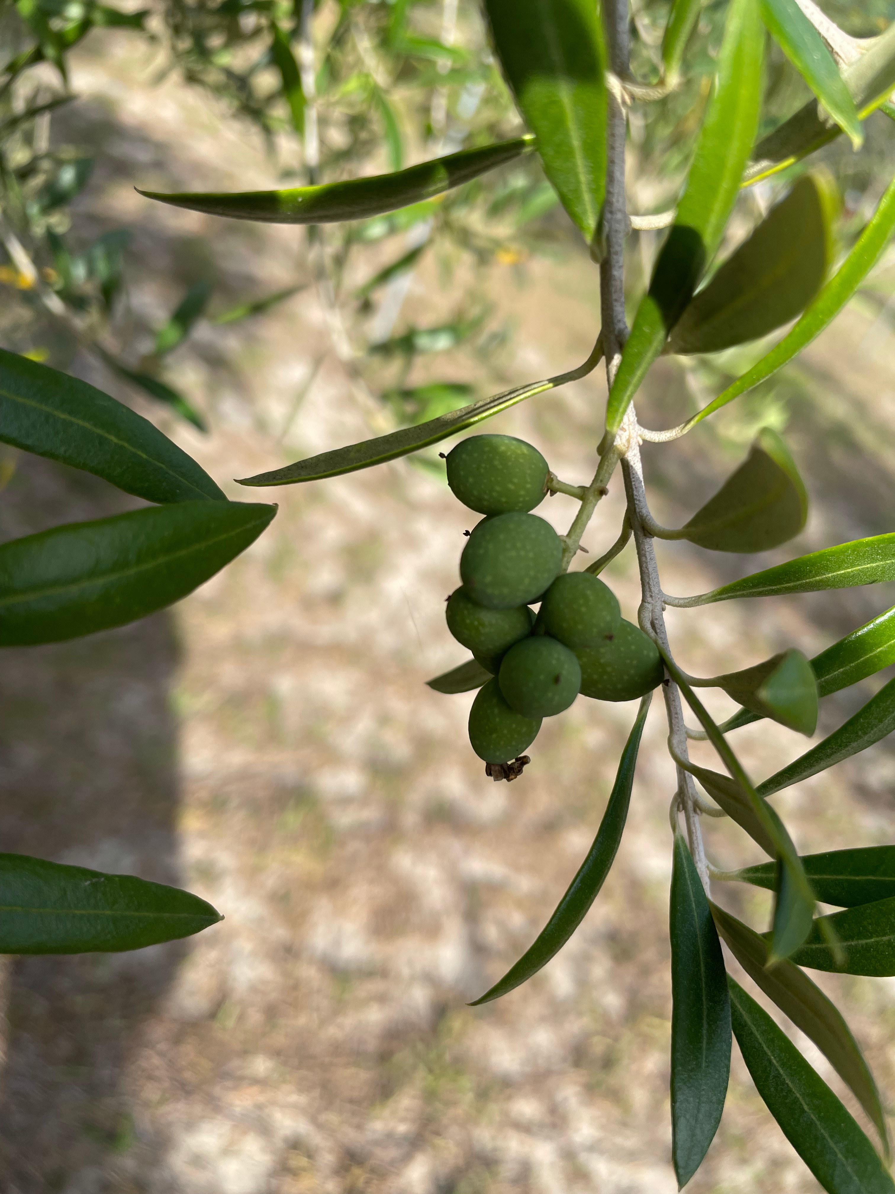 The Olive Grove Cabin Tent