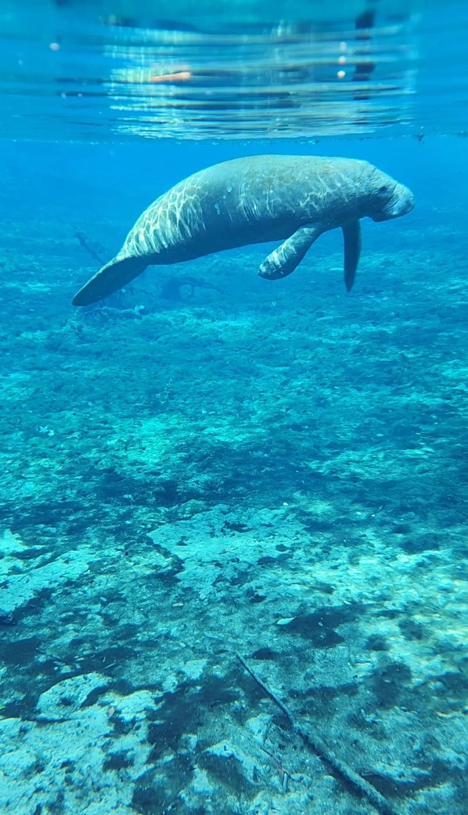 Manatee in winter season