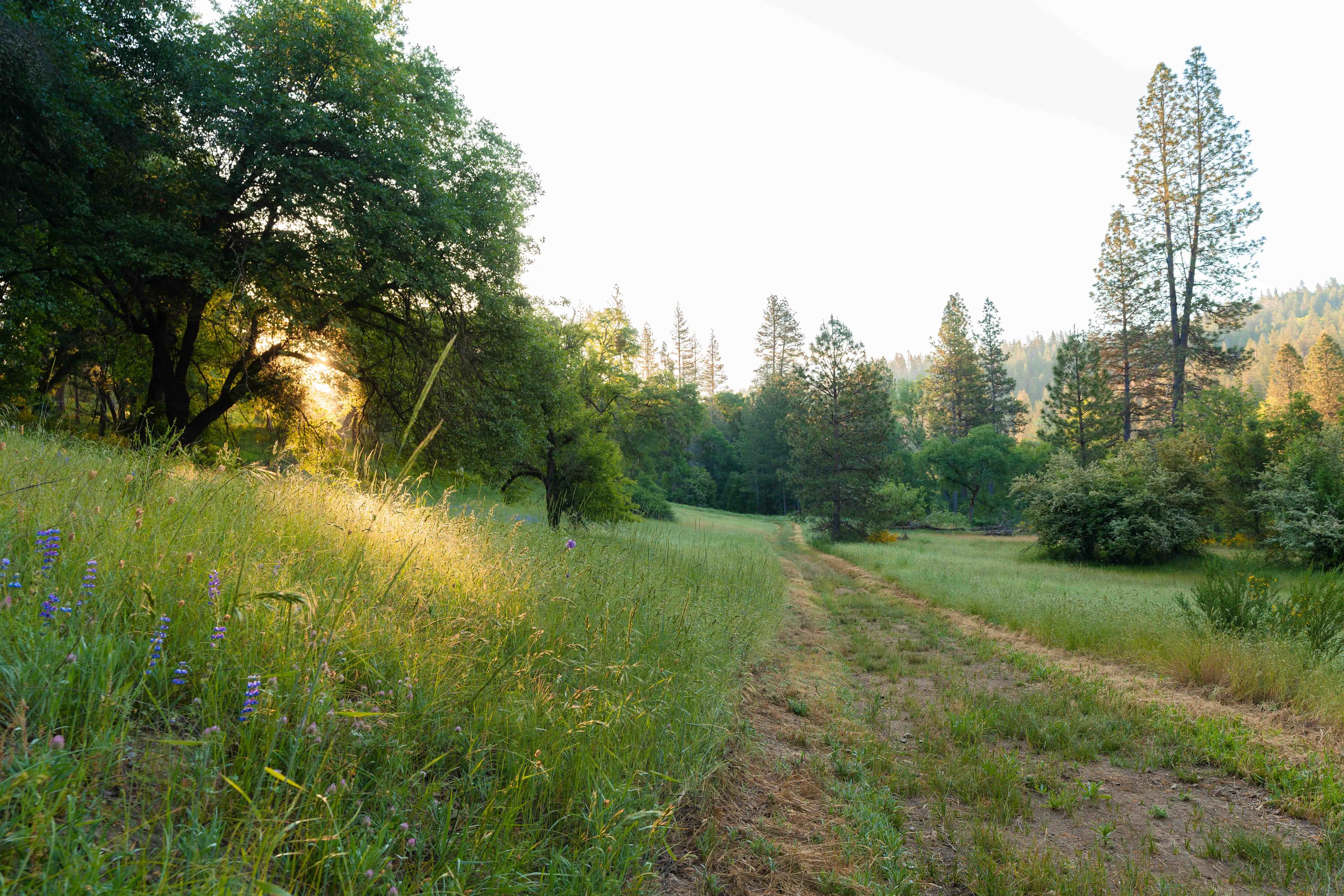 Morning sunrise while walking the property