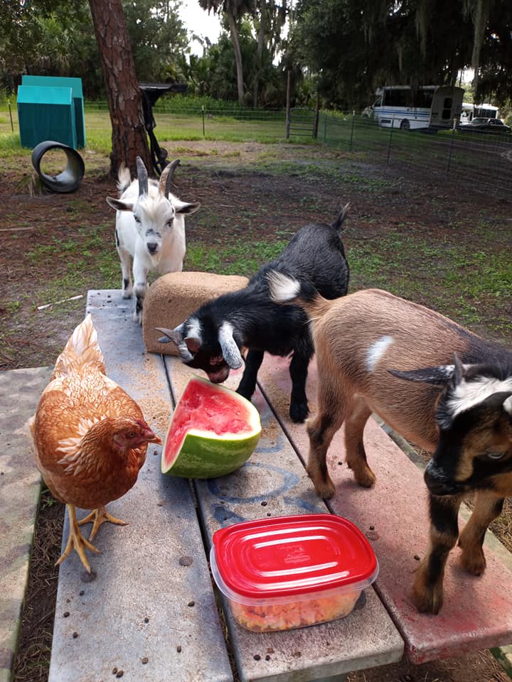 North Shore Relic Ranch RV