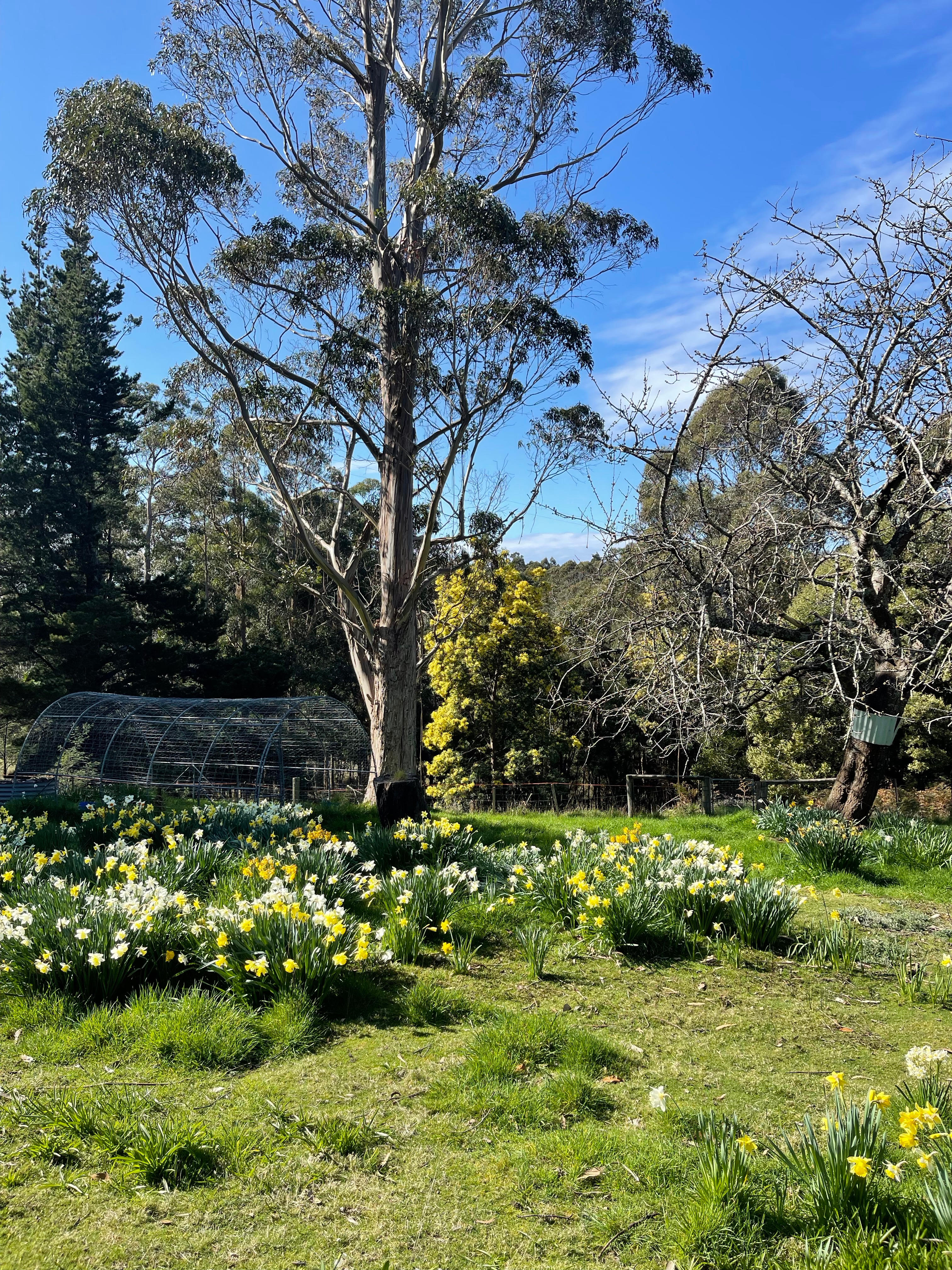 A carpet of daffodils greet you in spring