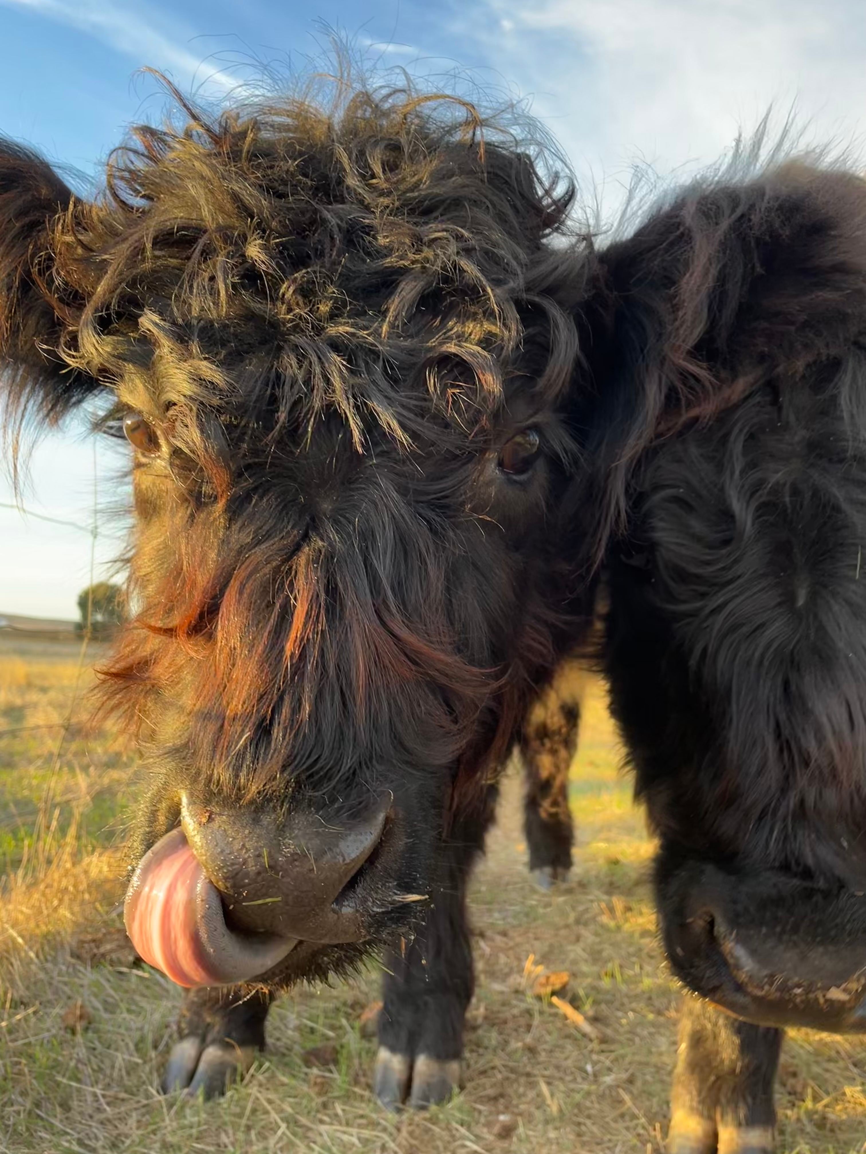 Our friendly cows, can be hand fed with assistance from your hosts!