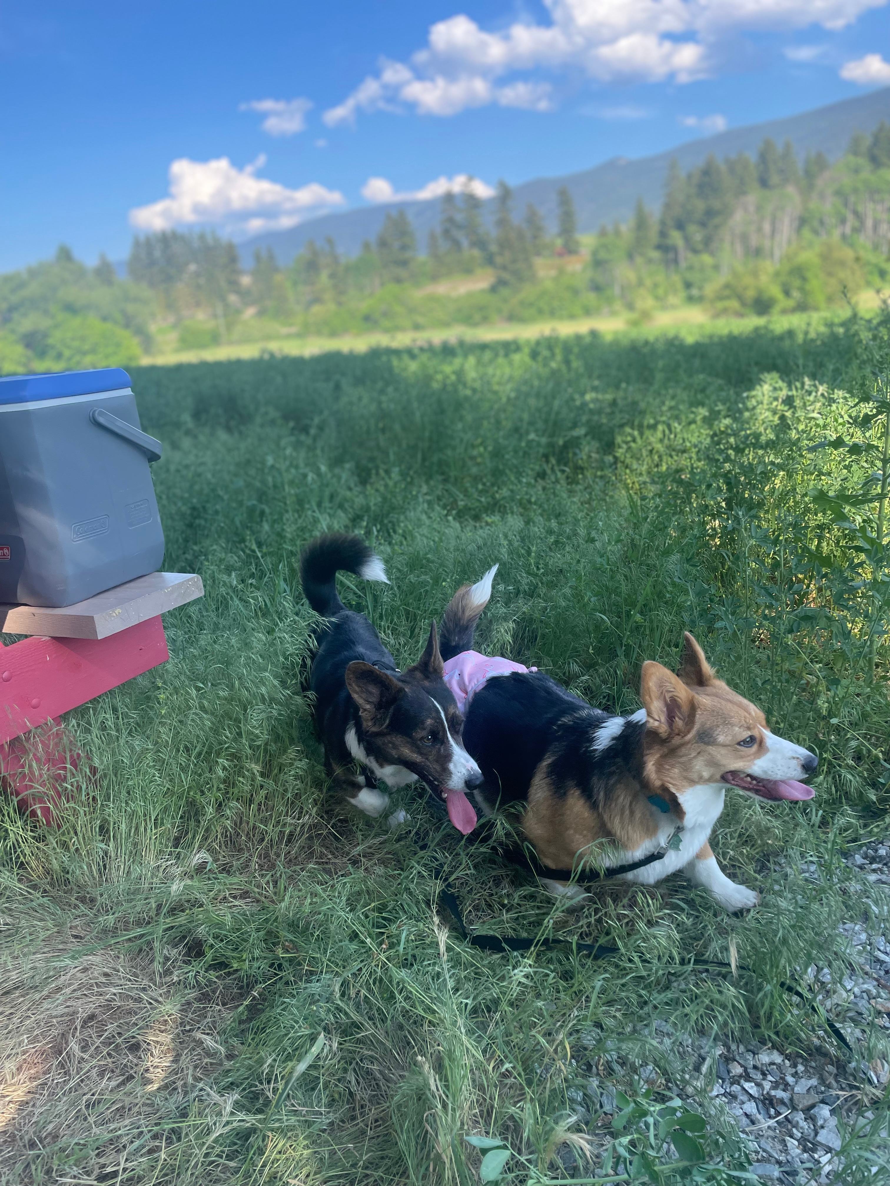 Village Hub Farm Forest Camping