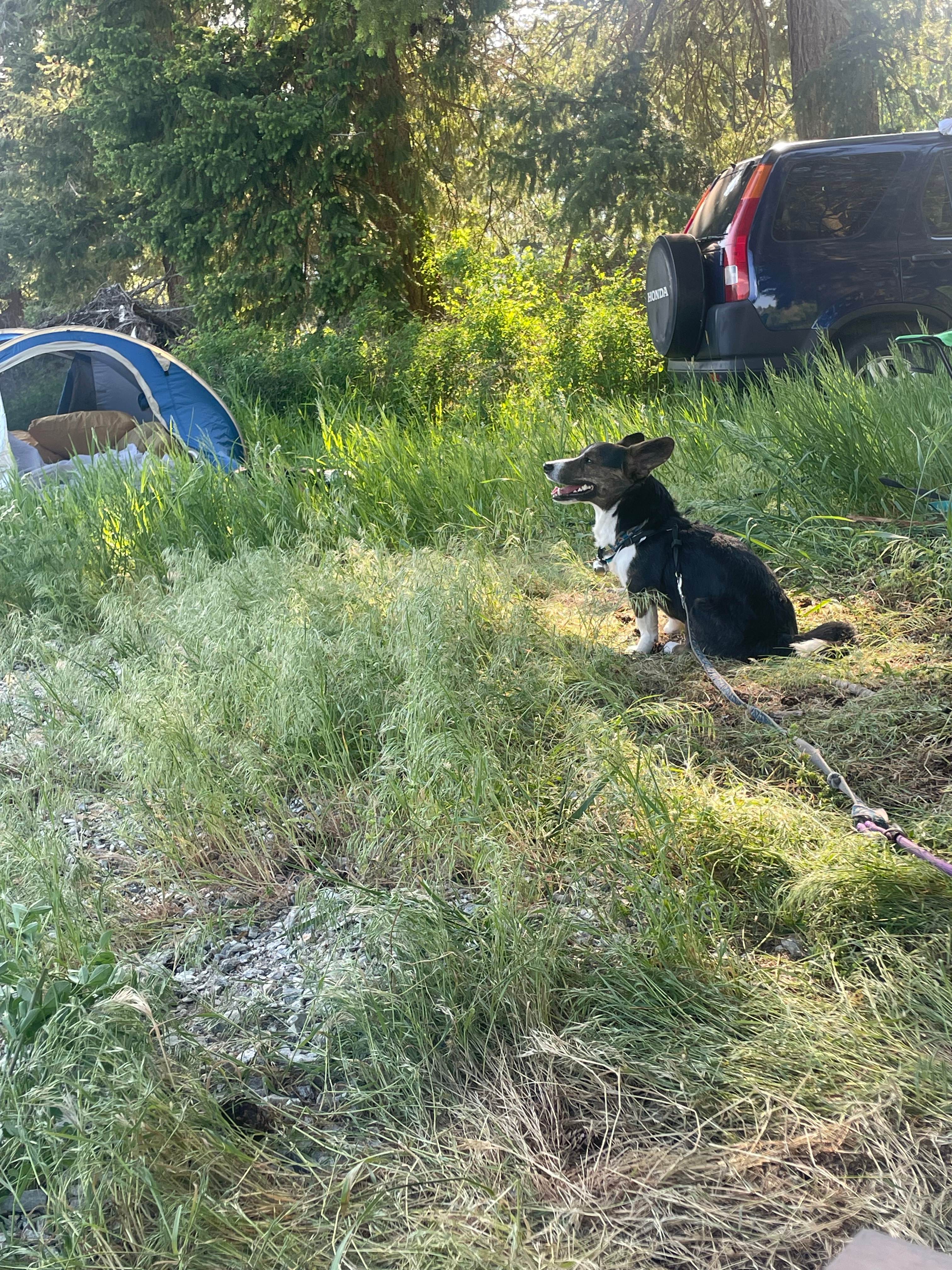 Village Hub Farm Forest Camping