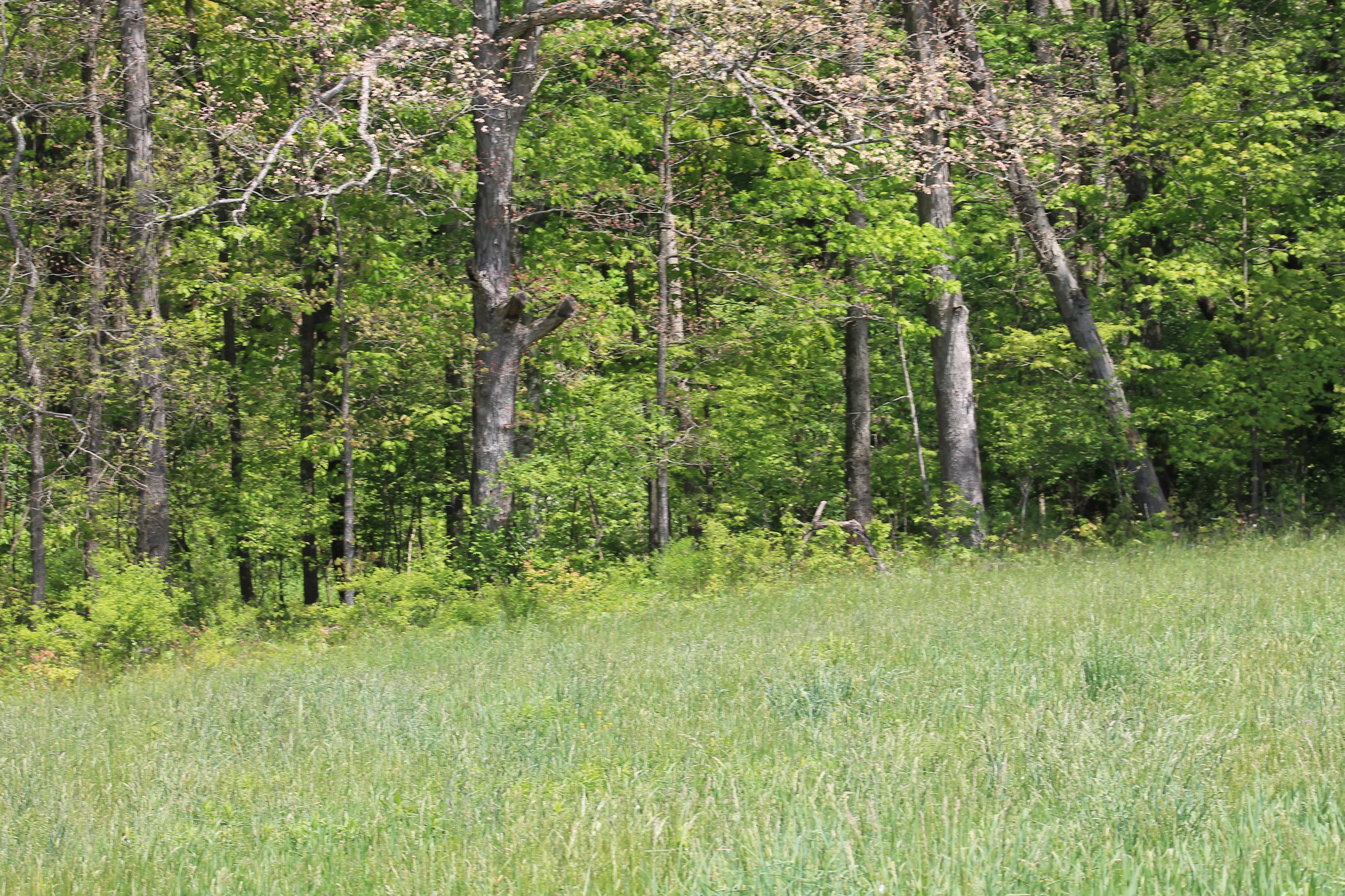 Firm Foundation Farm