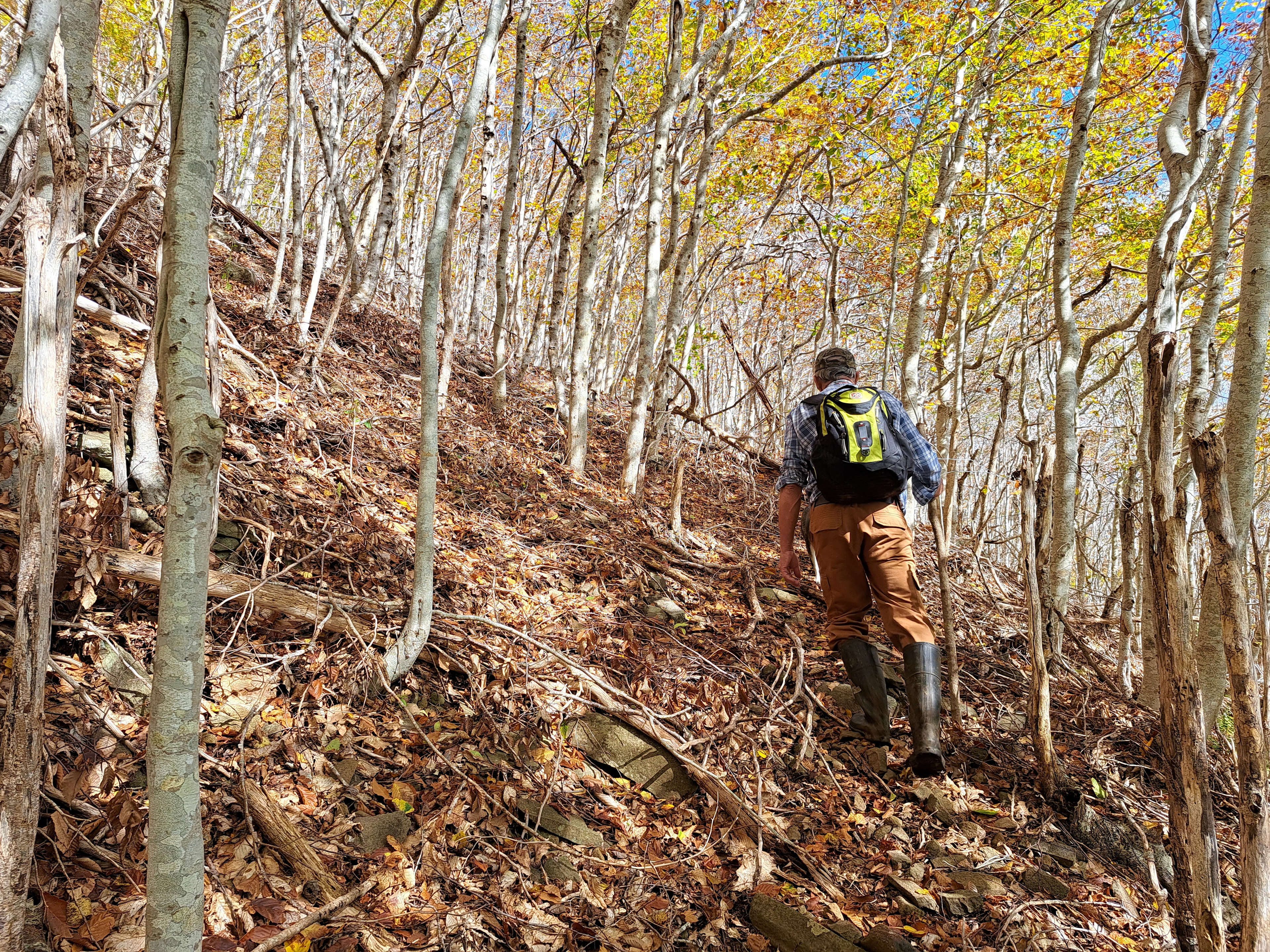 Hiking up the mountain through the Beechwood Forest.